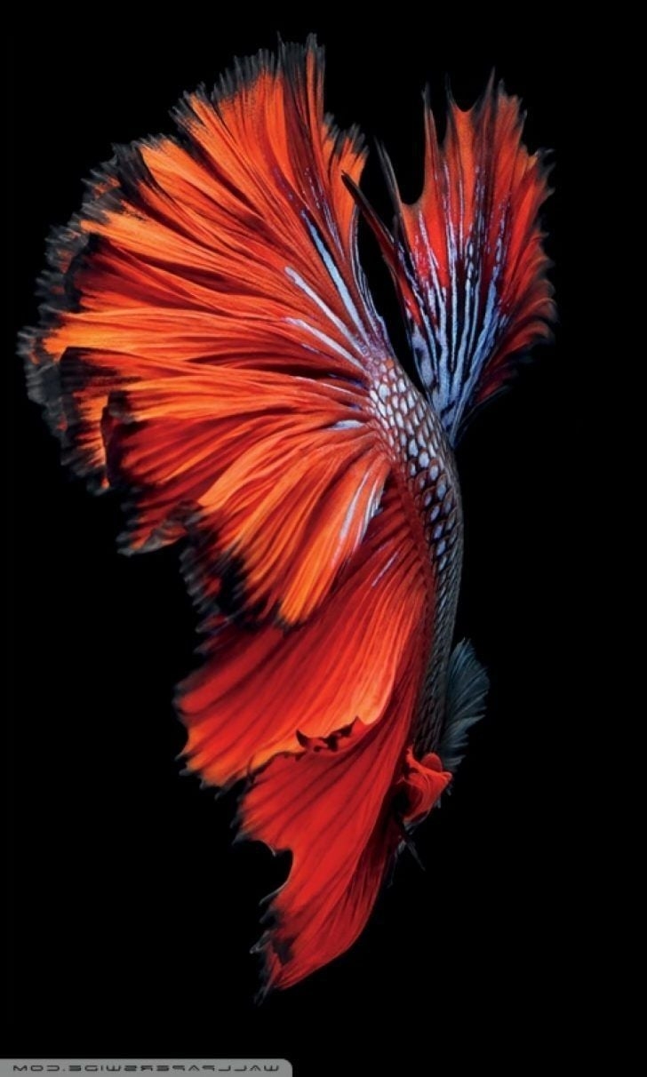 730x1220 iPhone 6s Wallpaper HD Fish 6s Wallpaper HD Fish, Phone