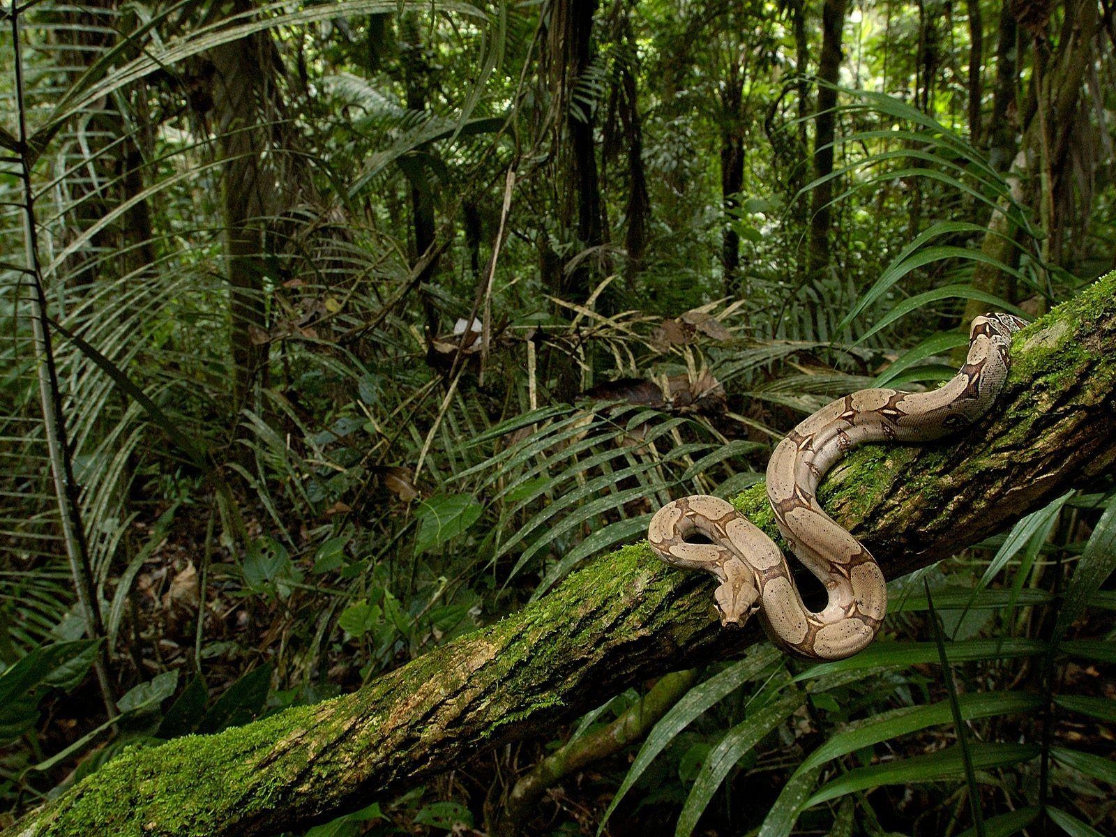 1600x1200 Boa Constrictor, High Quality Background, Jitendra Avery, Desktop