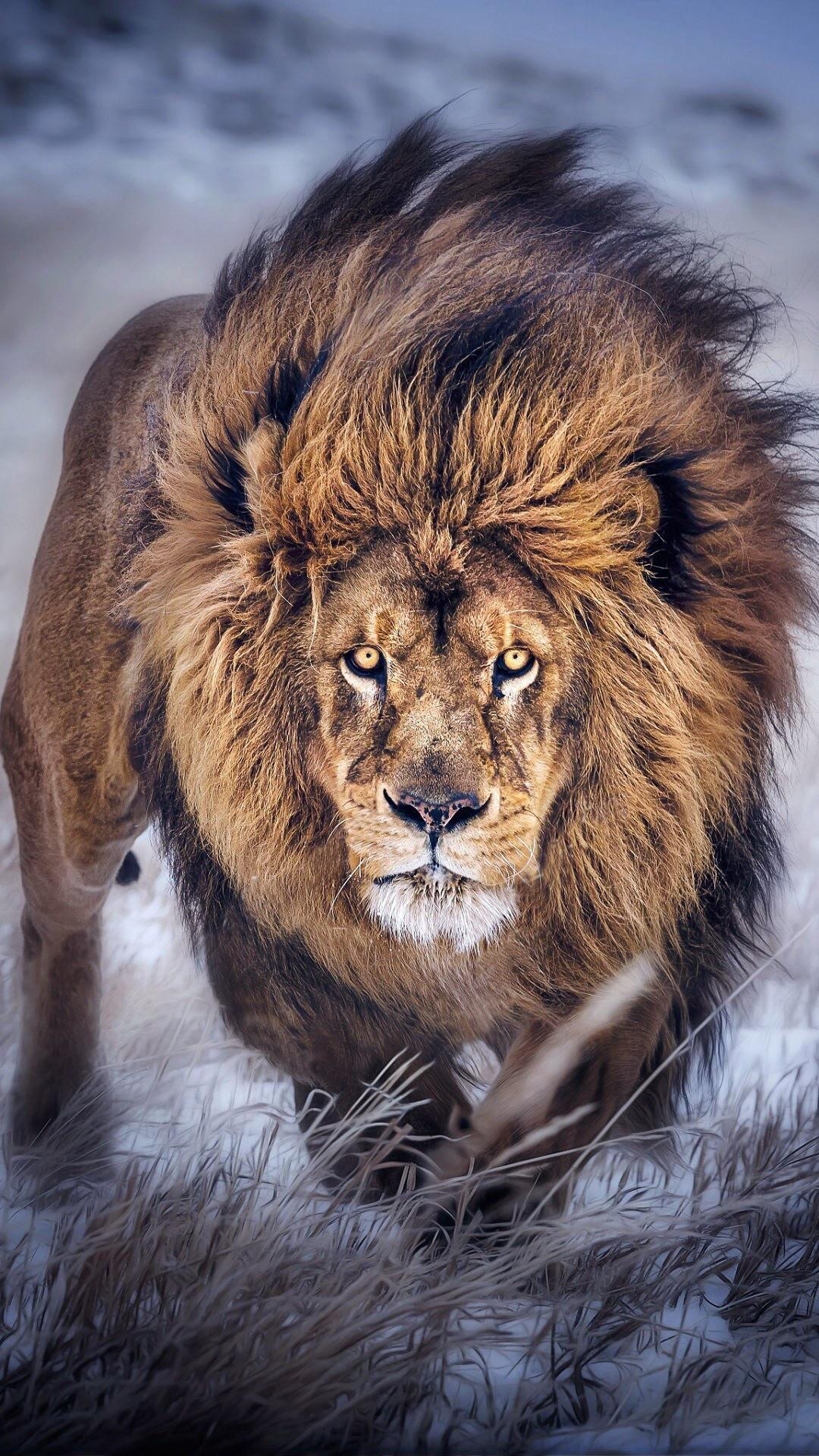 1080x1920 Lion iPhone Wallpaper, Phone