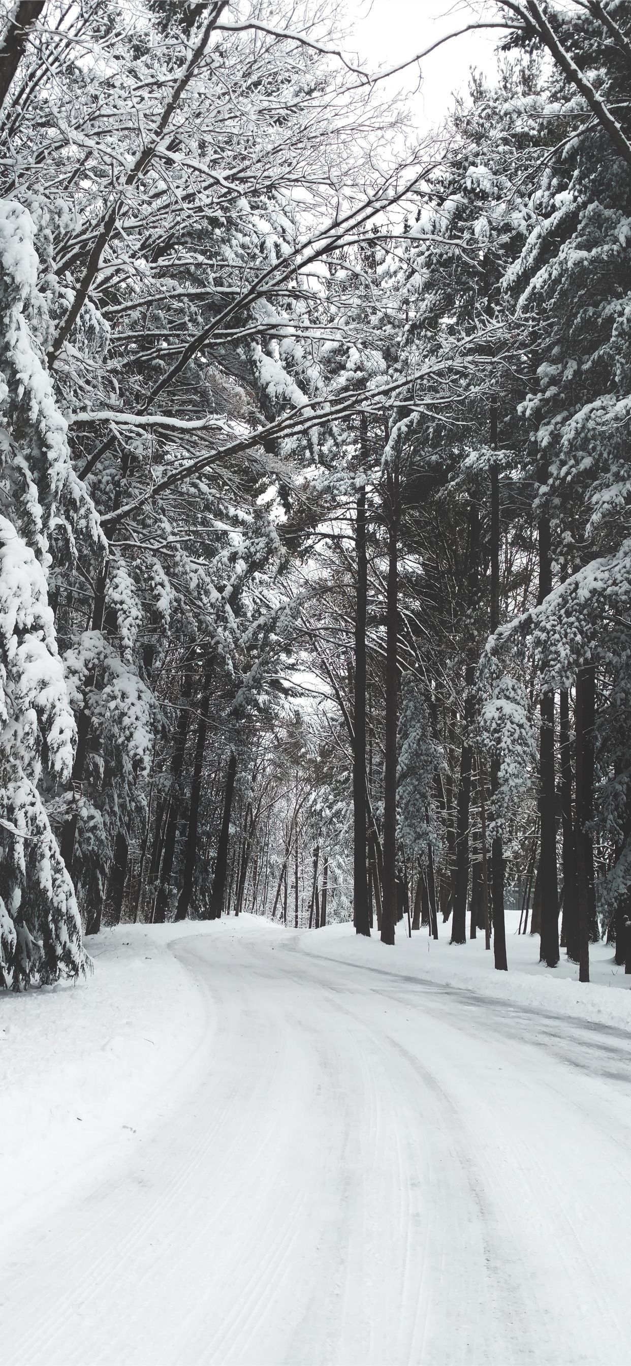 1250x2690 road surrounded by trees during winter iPhone Wallpaper Free Download, Phone