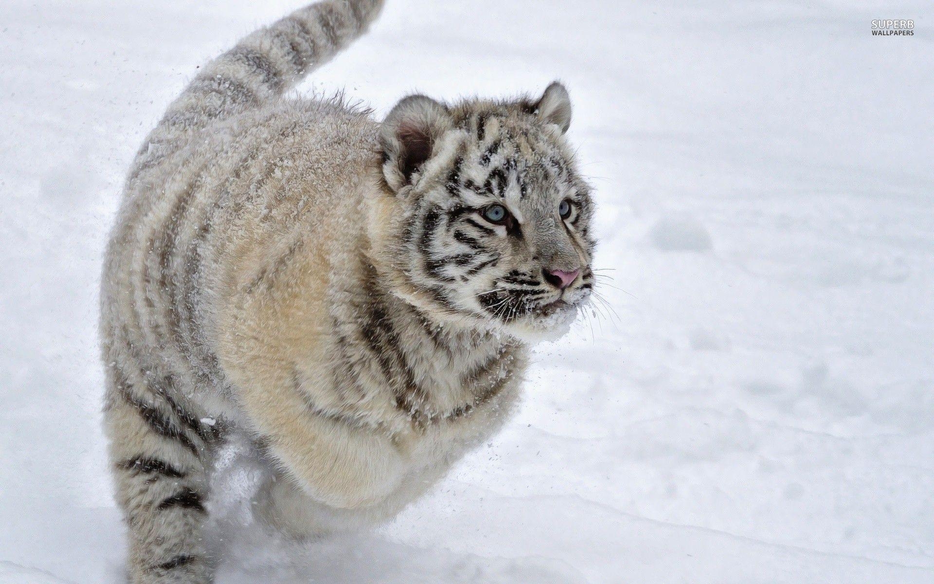 1920x1200 White tiger cub in the snow wallpaper wallpaper - #, Desktop