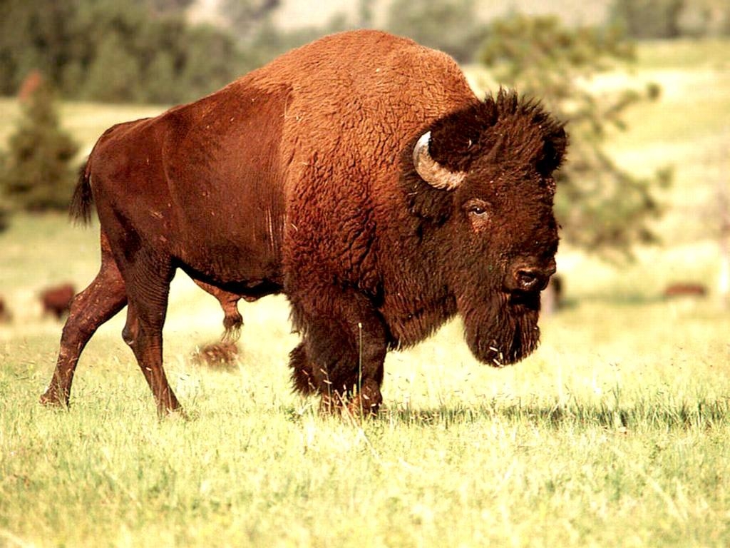 1030x770 Bison Wallpaper, Desktop