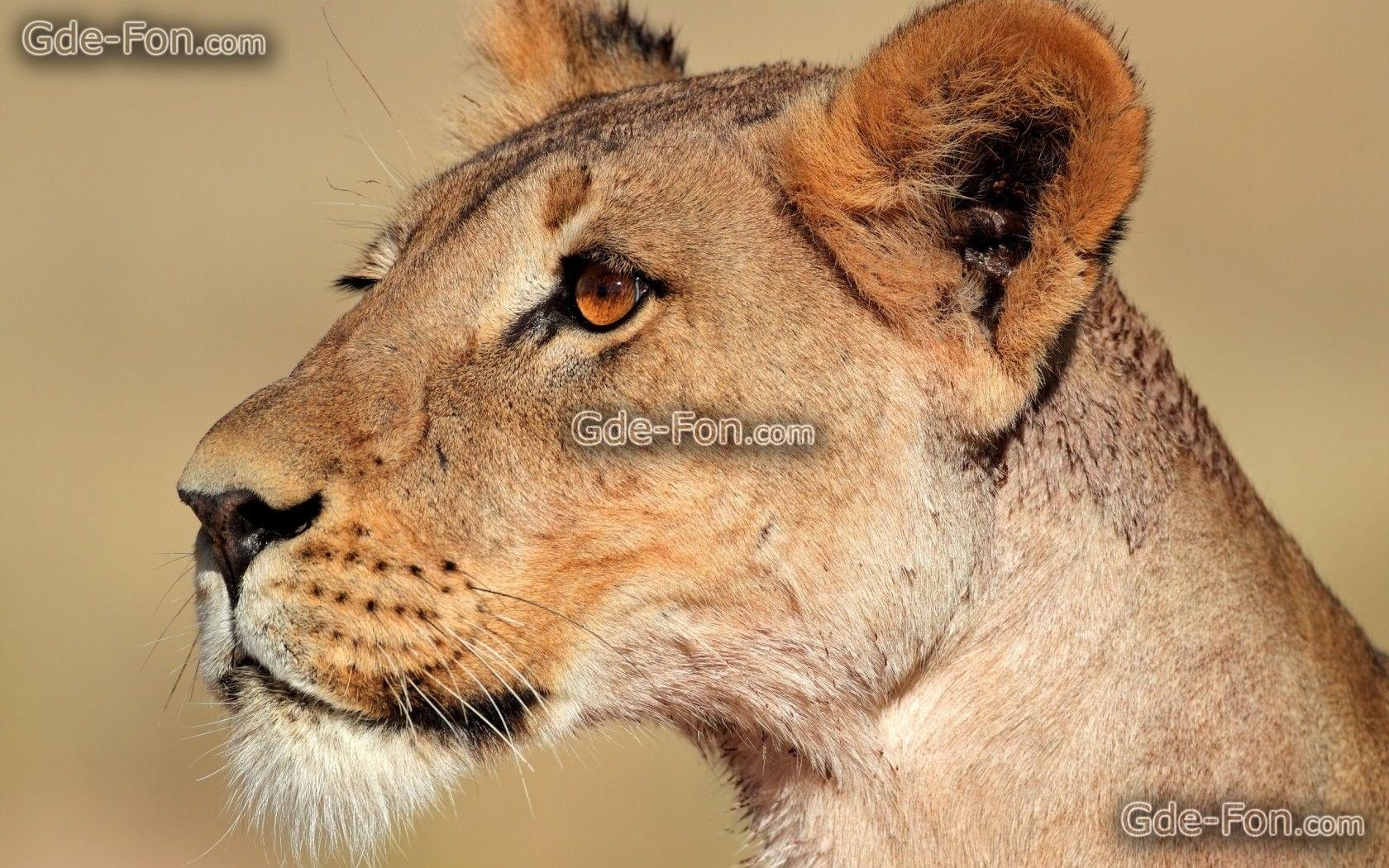 1680x1050 Download wallpaper lioness, predator, wildcat free desktop, Desktop