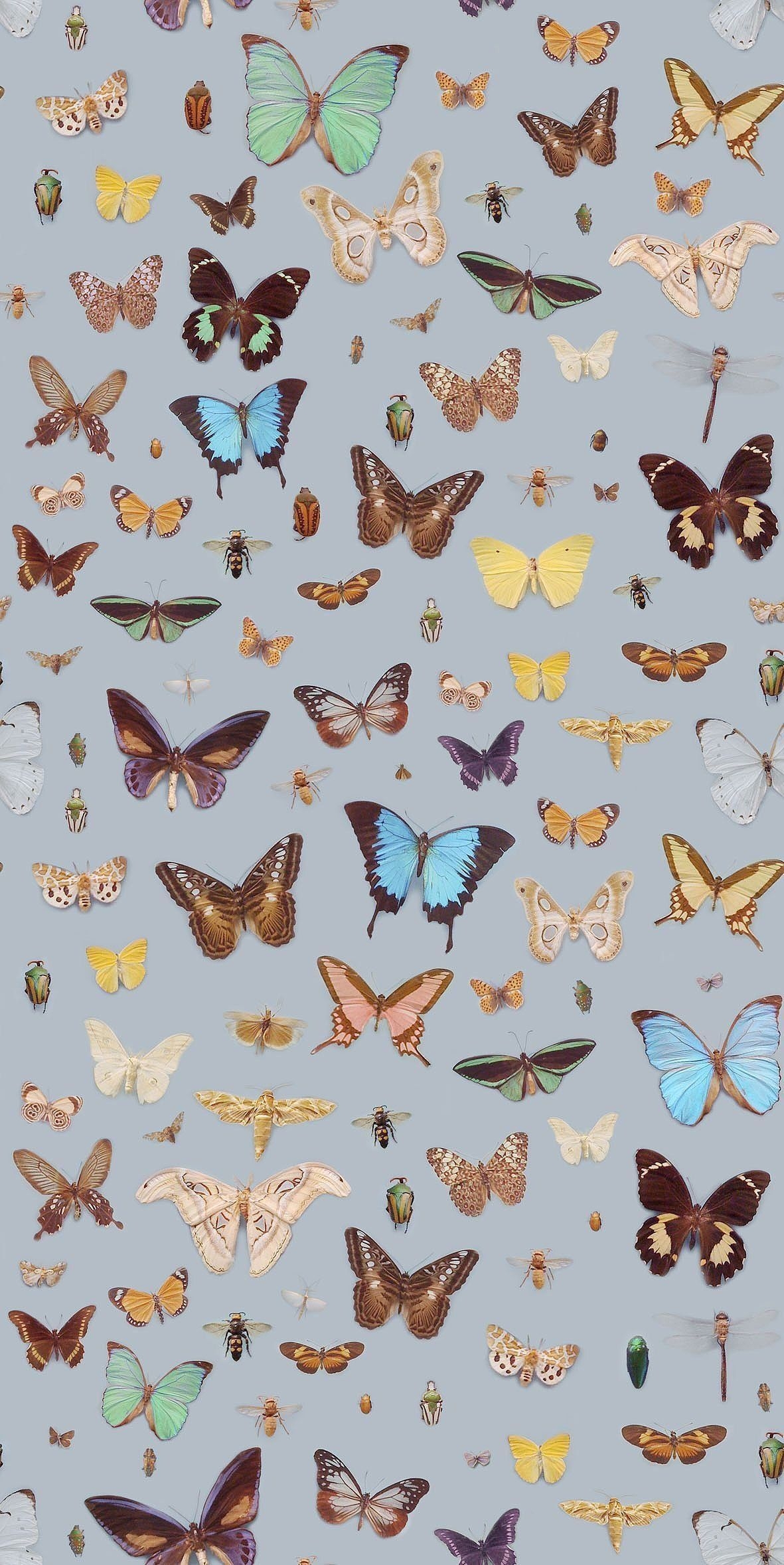 1190x2360 Butterfly Wallpaper Vsco Desktop, Phone