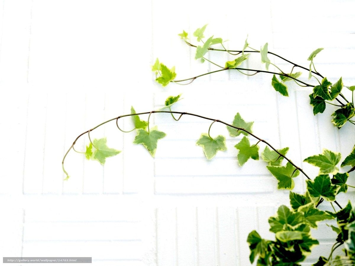 1200x900 Download wallpaper leaves, plant, white, branches free desktop, Desktop