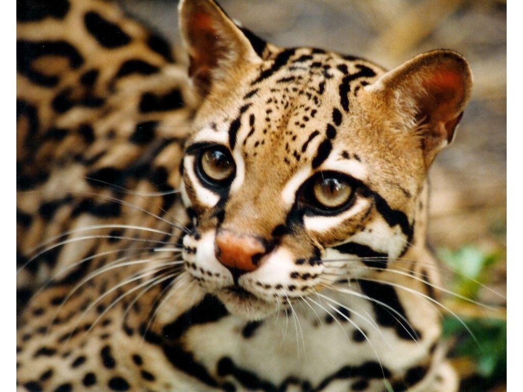 1030x770 Ocelot wild cat desktop wallpaper, Desktop