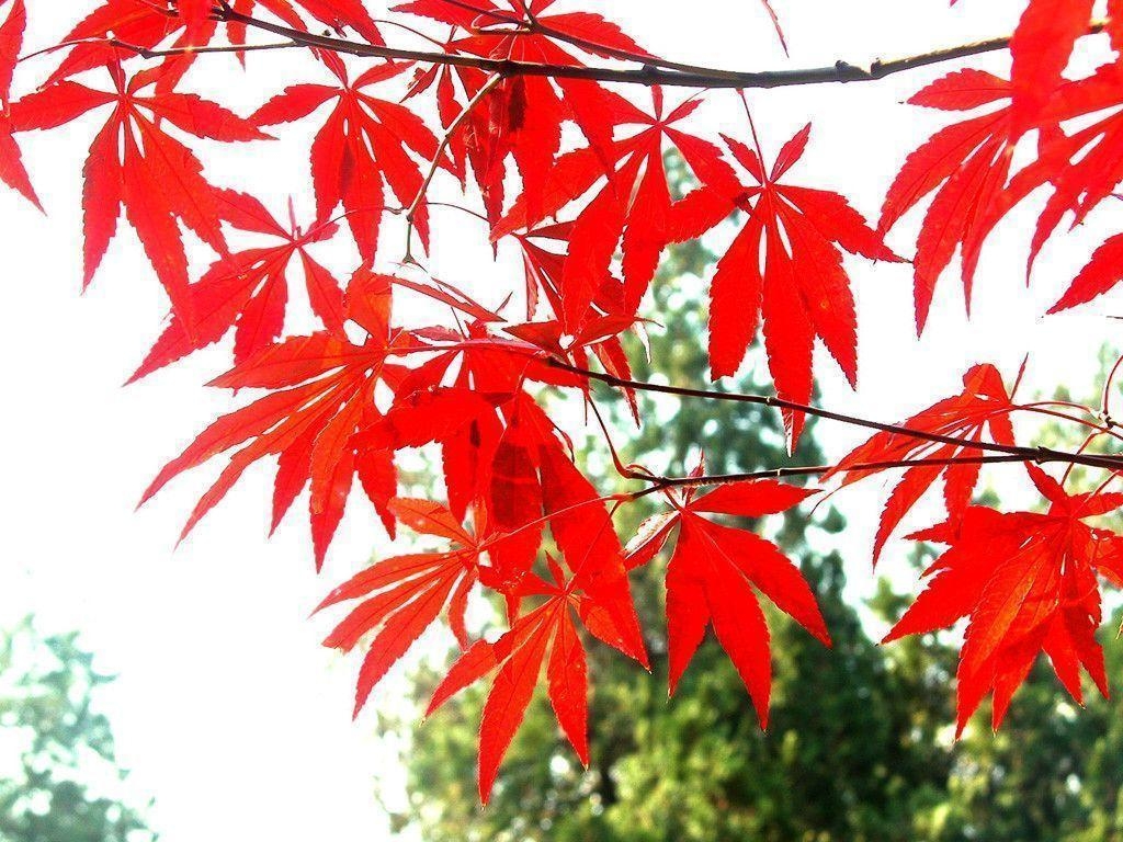 1030x770 Red Leaves wallpaper Wallpaper Wallpaper 24508, Desktop