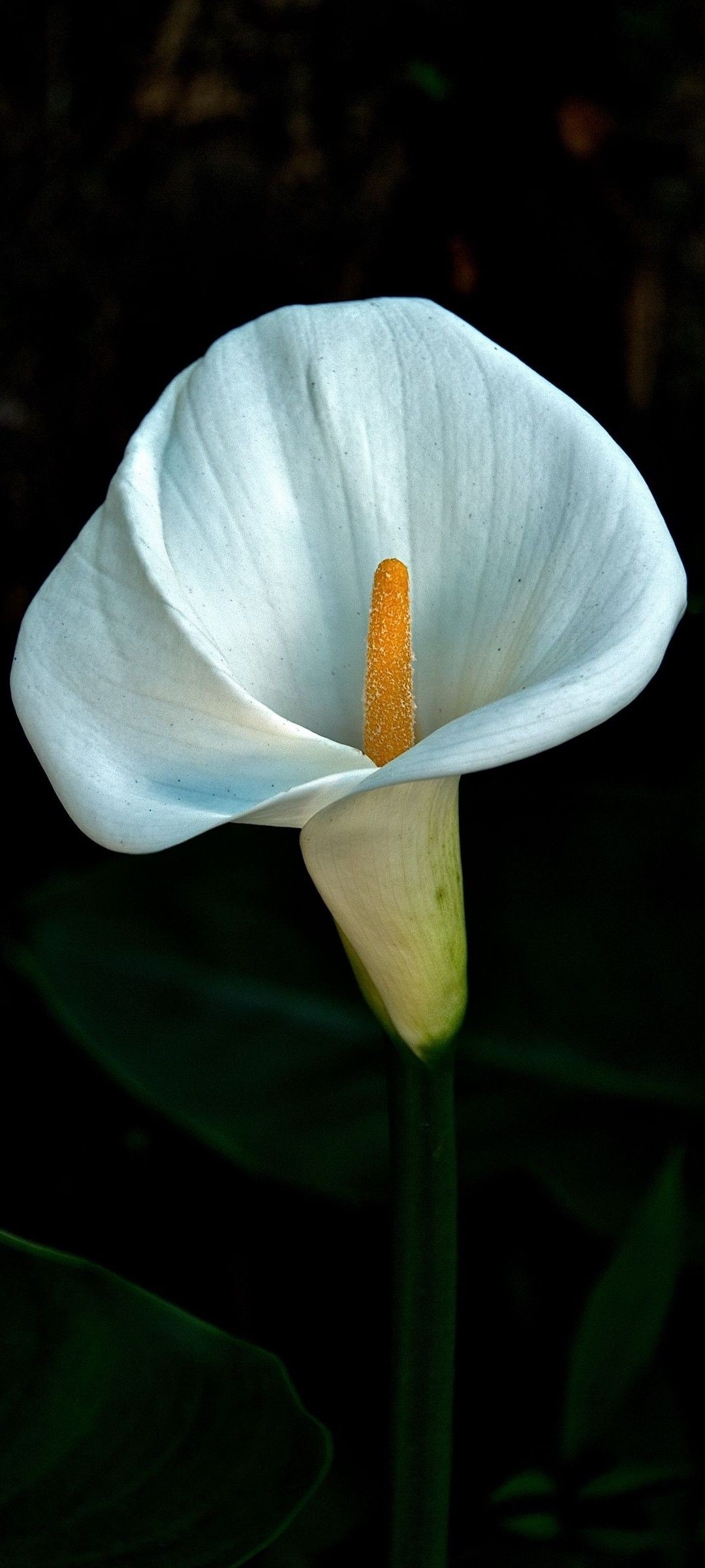 1080x2400 Amoled Black Flower Wallpaper, Phone