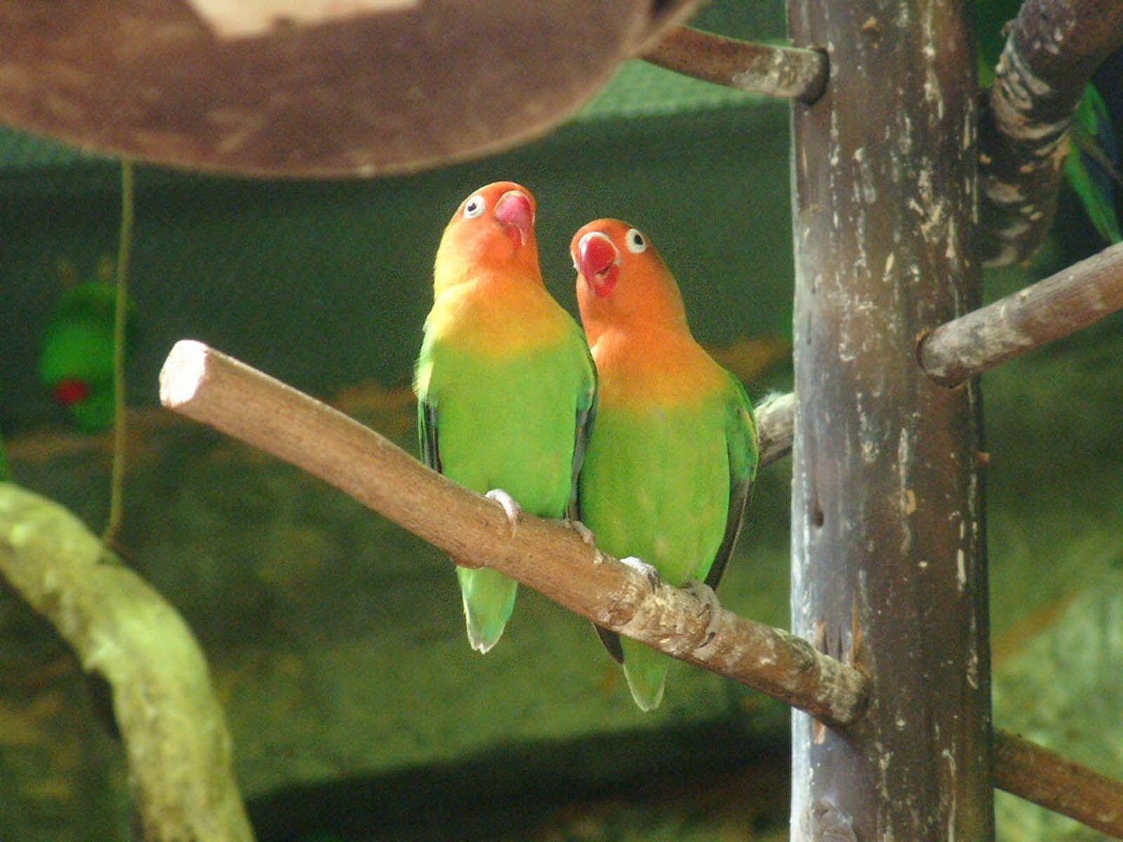 1600x1200 Wallpaper For > Love Bird Wallpaper, Desktop