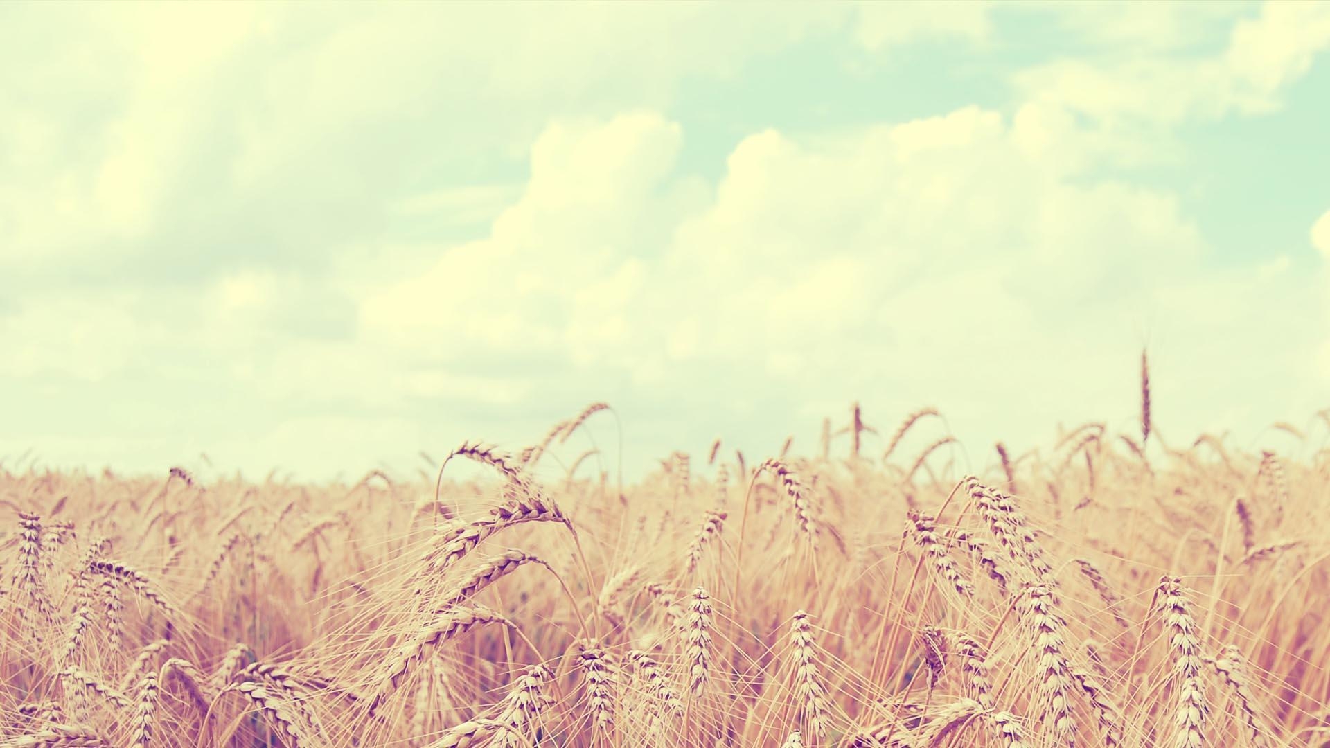 1920x1080 KMMM. Soft Wheat Field Full Hd 197977, Desktop