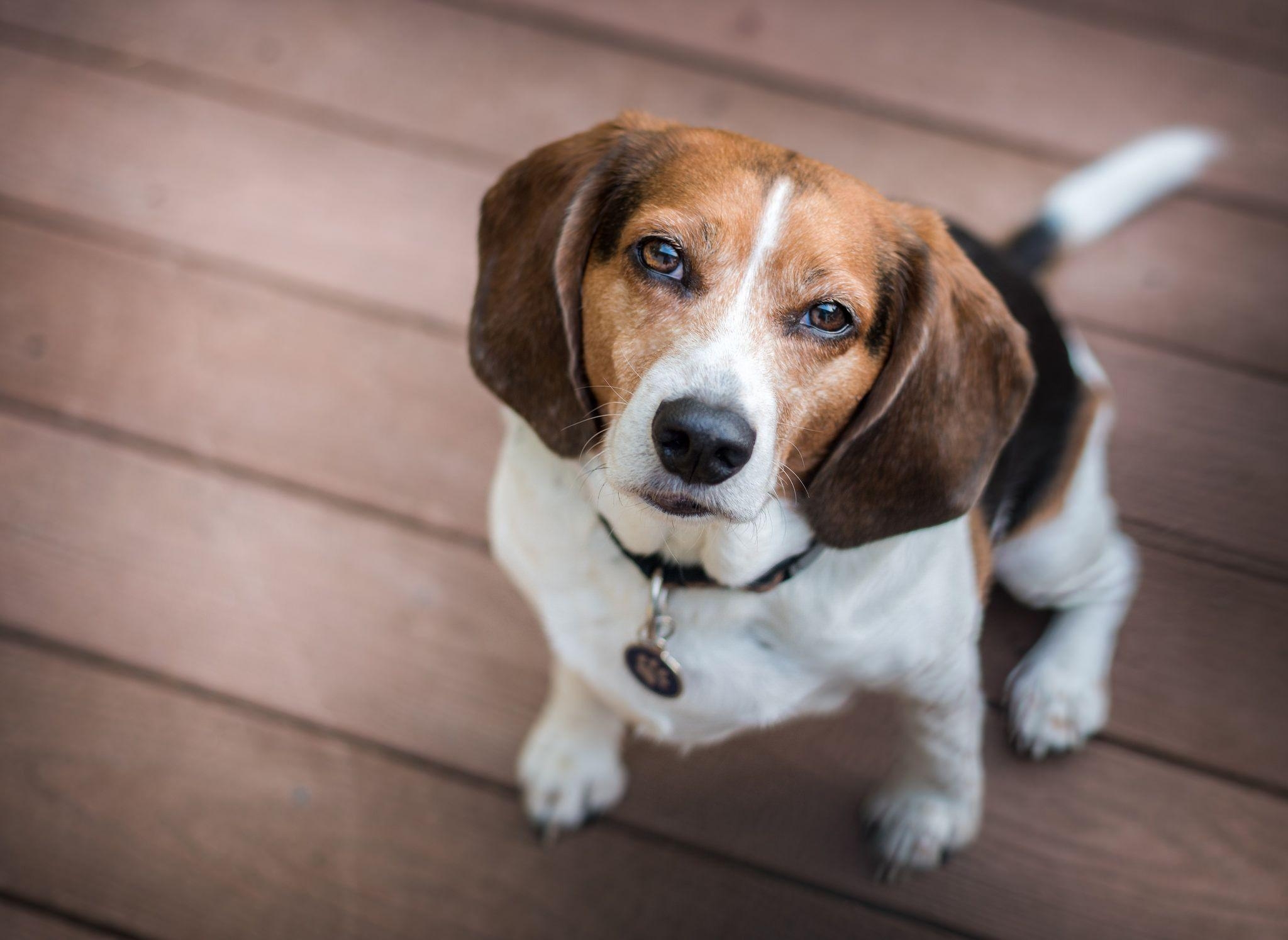 2050x1500 Animal Beagle Dog Muzzle Wallpaper. Cachorros (Dogs), Desktop