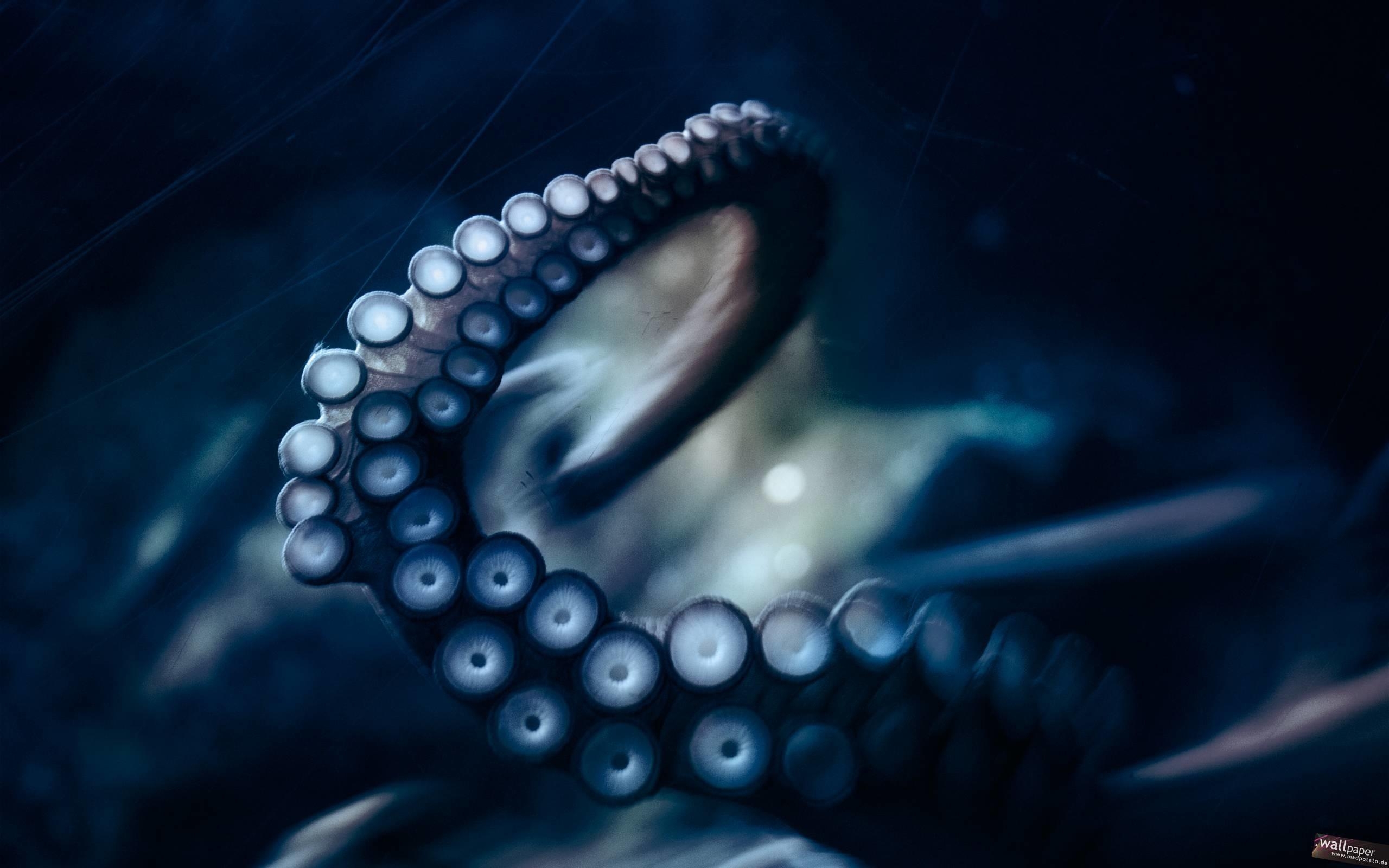 2560x1600 HD Octopus Wallpaper, Desktop