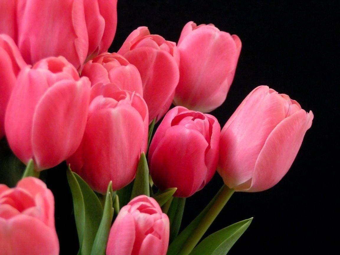 1160x870 Pink Tulip HD Wallpaper Wallpaper Inn, Desktop