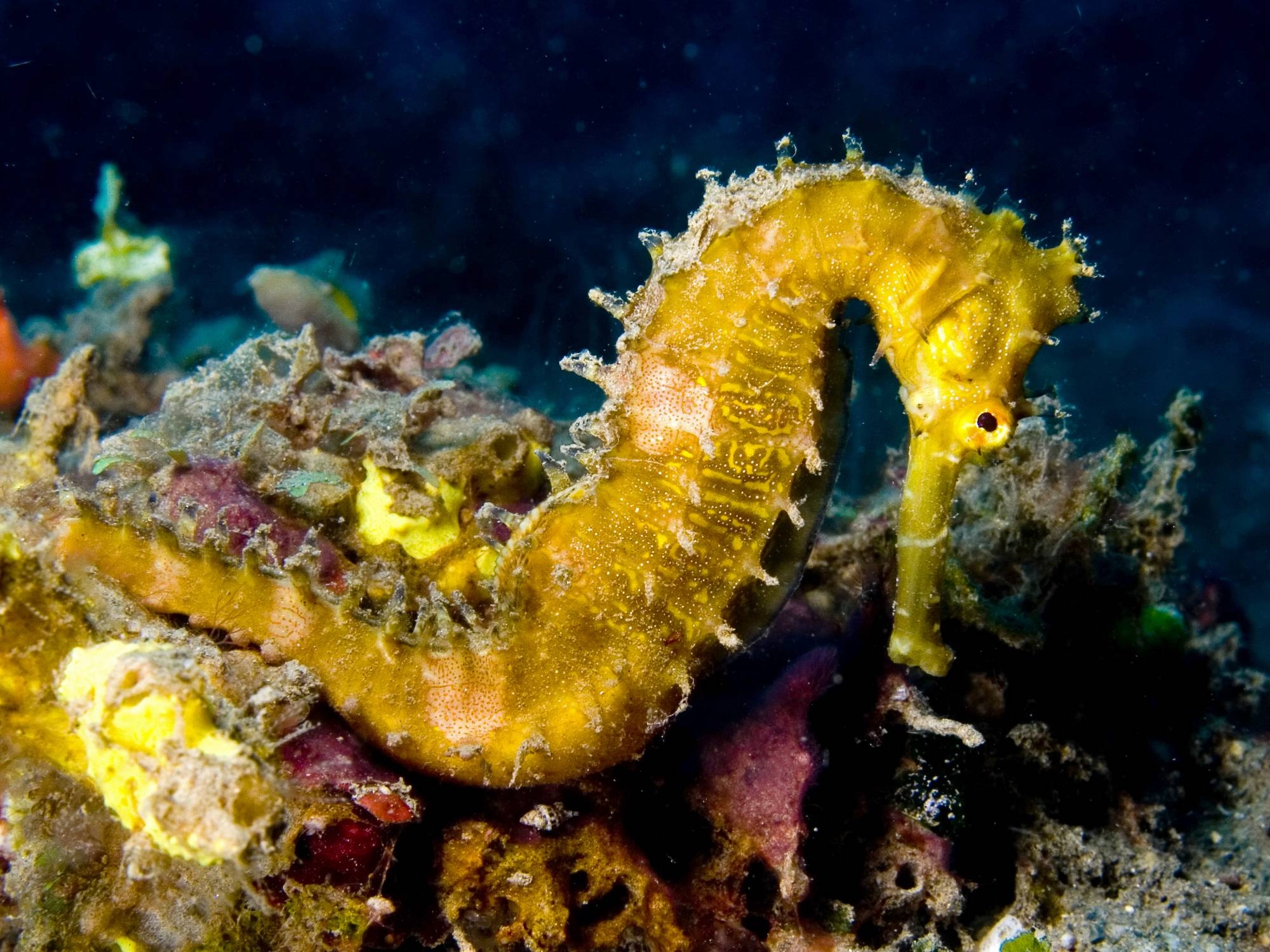 2000x1500 Seahorse Wallpaper HD, Desktop