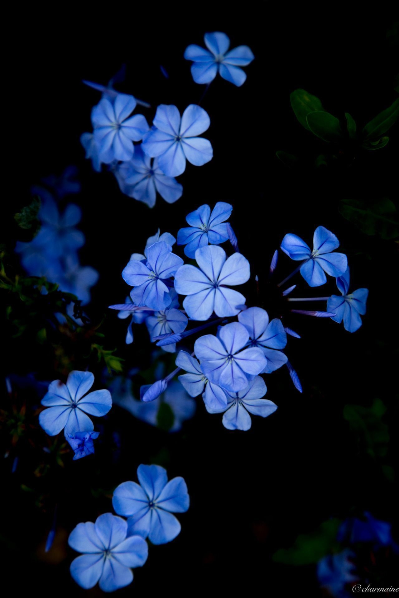 1280x1920 blueflowerwallpaper #blueflowerwallpaper. Fondos de flores, Fondo de pantalla rosado para iphone, Fondos de pantalla naturaleza, Phone