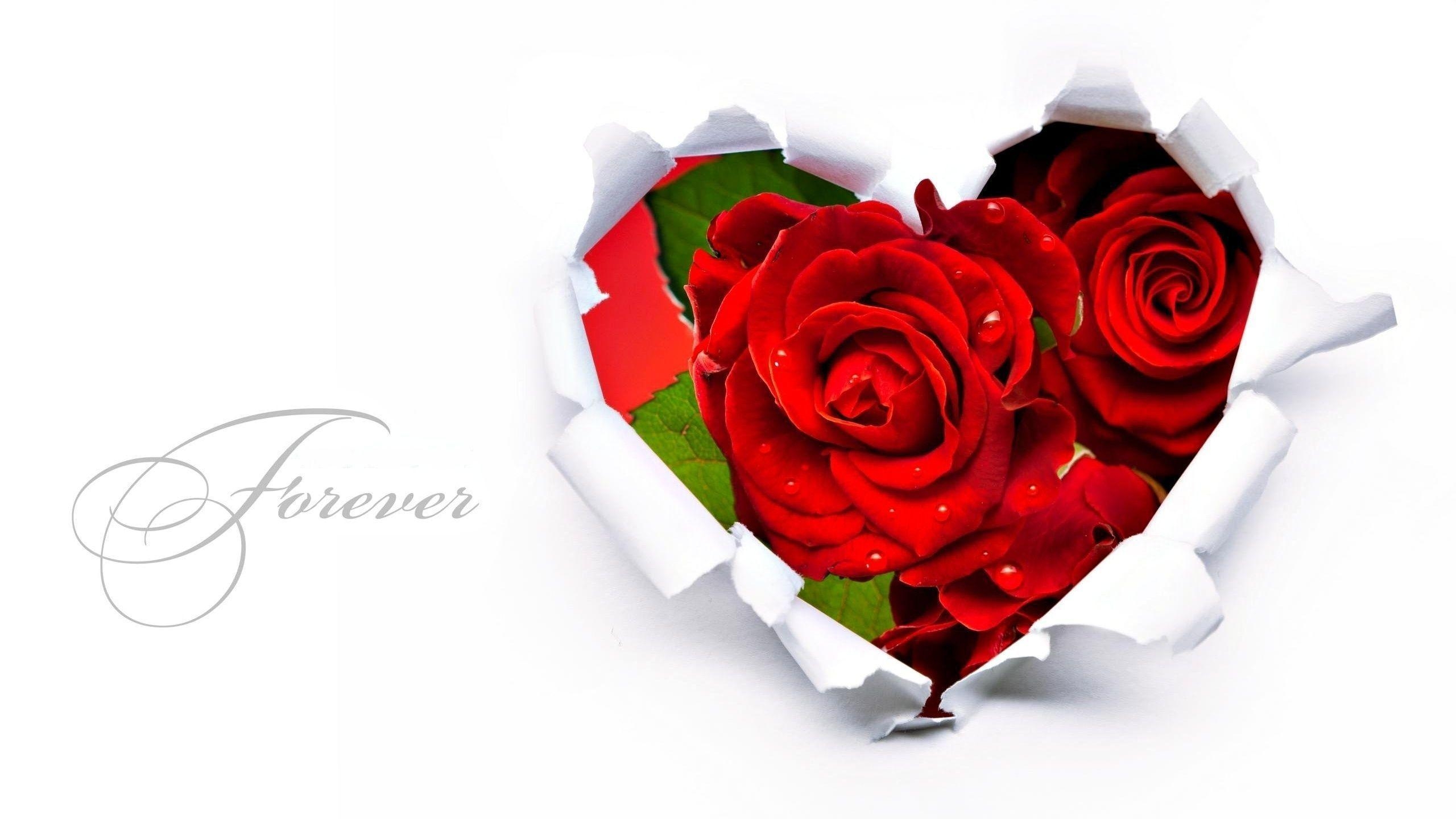 2560x1440 Red Rose Love Forever HD Wallpaper. TanukinoSippo, Desktop