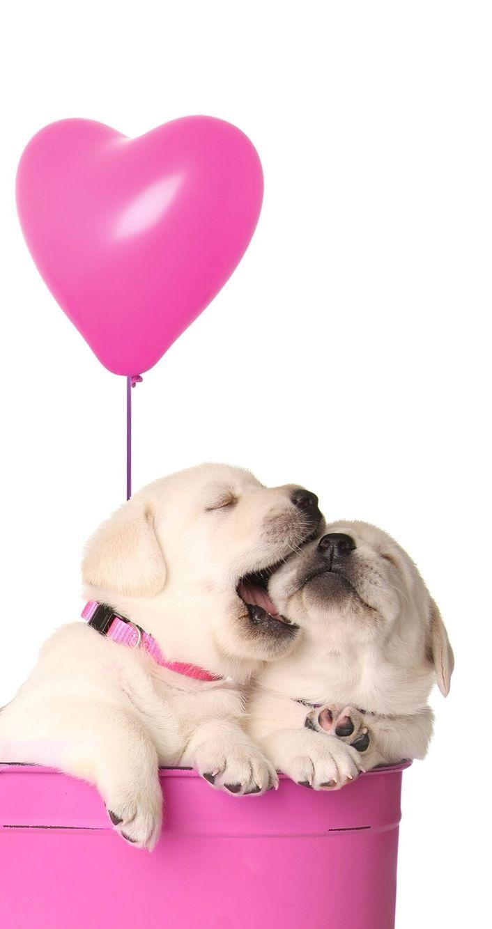 710x1340 Puppies Valentine's wallpaper. Cute dog wallpaper, Dog, Phone