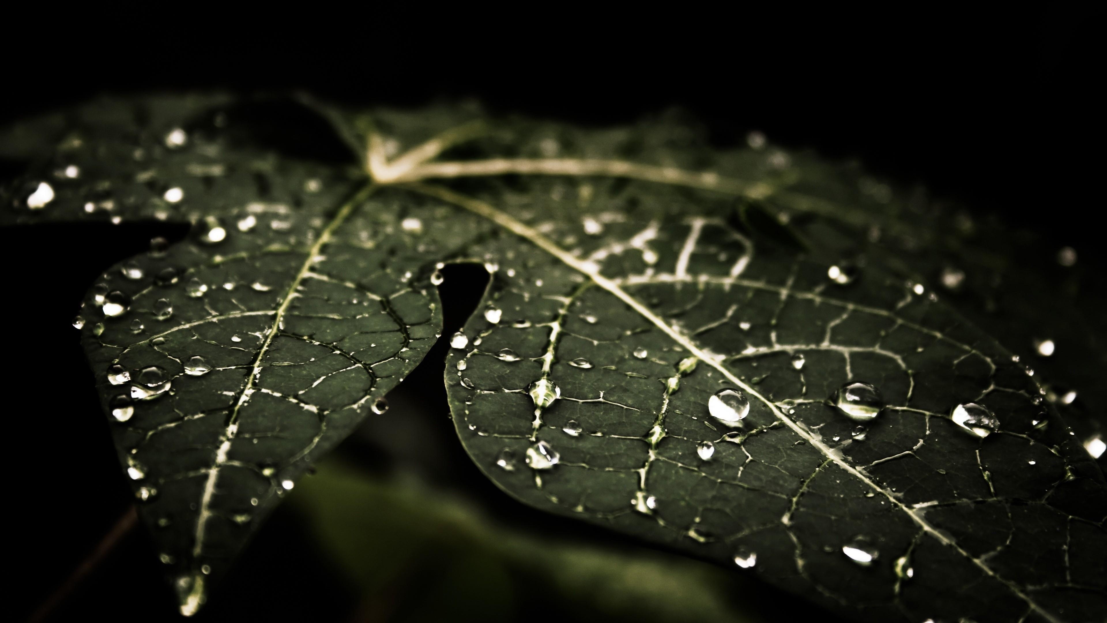 3840x2160 Water Drops On A Dark Green Leaf Wallpaper. Wallpaper Studio 10, Desktop