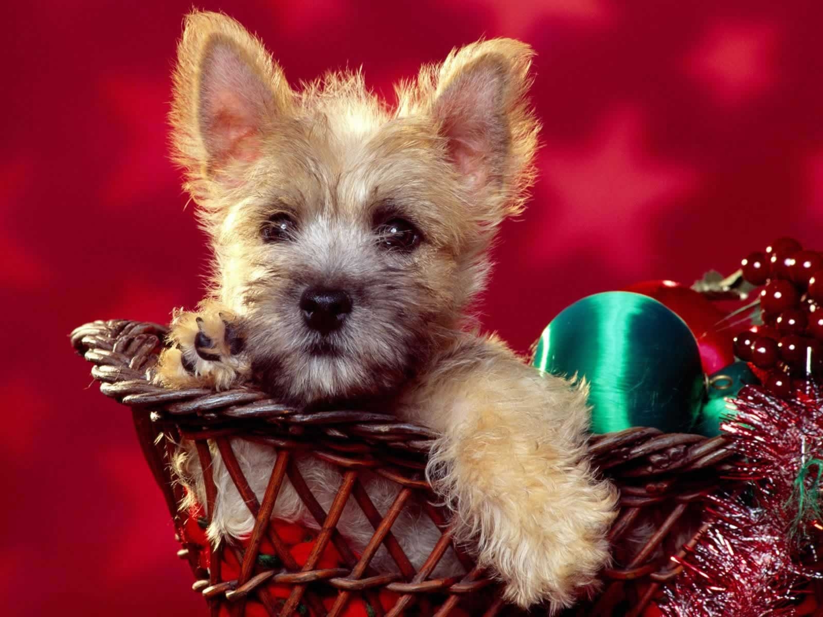 1600x1200 Cairn Terrier Puppy, Desktop