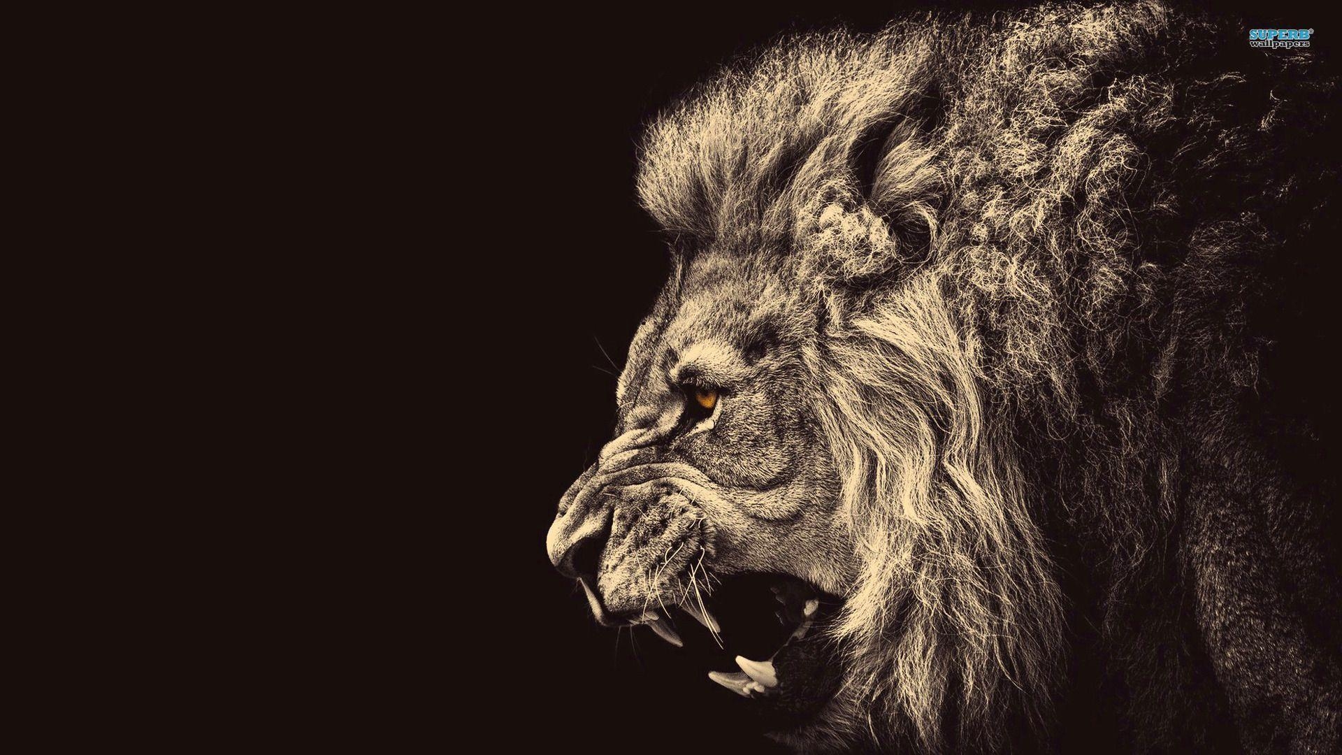 1920x1080 Lion High Quality 4K Wallpaper /lion High, Desktop