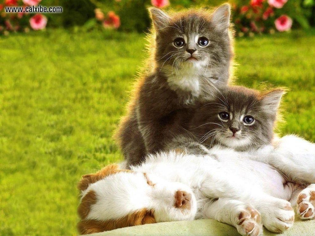 1030x770 Cute Christmas Kittens And Puppies 8626 HD Wallpaper, Desktop