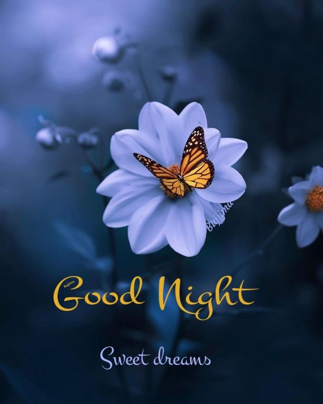 1080x1350 GOOD NIGHT&Good night gif. Flower photo art, Wallpaper nature flowers, Flowers photography wallpaper, Phone