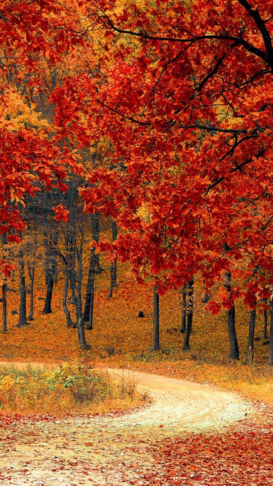 950x1690 Beautiful Autumn Road & Trees 4K Ultra HD Mobile Wallpaper, Phone