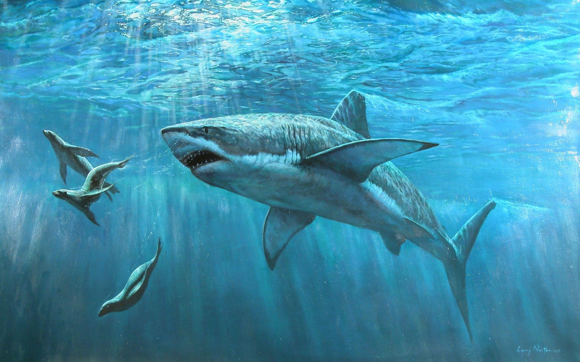 1920x1200 Tiburon, Fondos de pantalla de tiburones, Wallpaper HD Gratis, Desktop