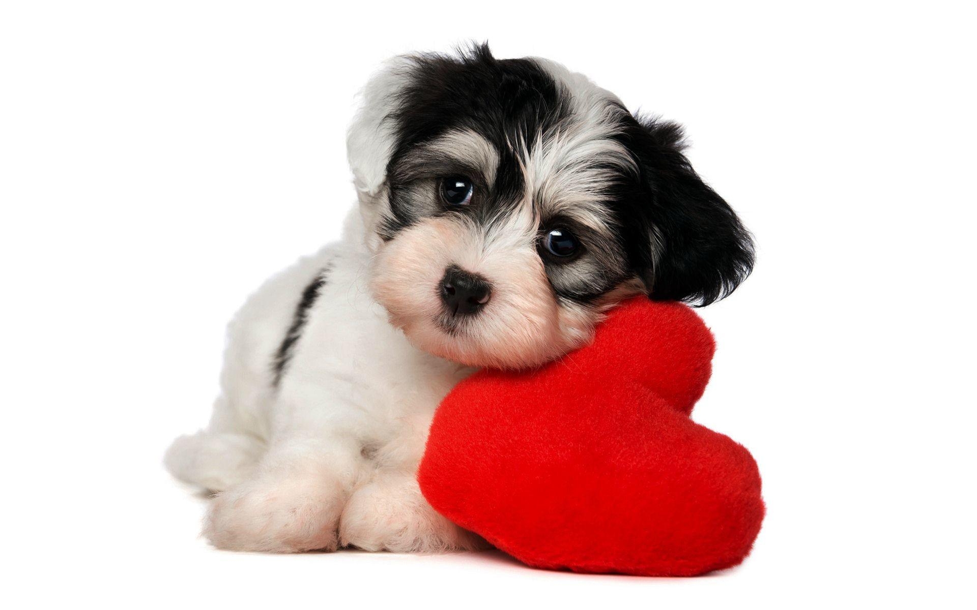 1920x1200 Valentines Day Dog Wallpaper, Desktop