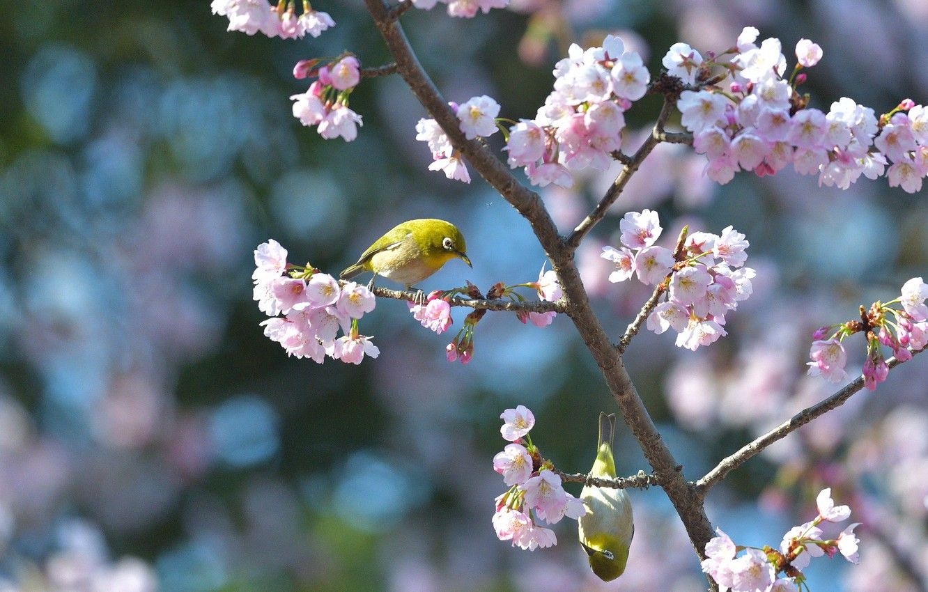 1340x850 Wallpaper flowers, birds, branches, nature, background, blue, bird, Desktop