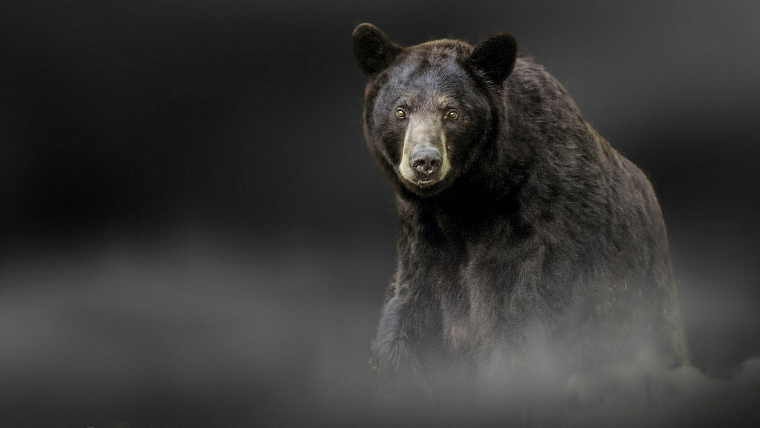 2560x1440 Dark Bear Wallpaper Free Dark Bear Background, Desktop