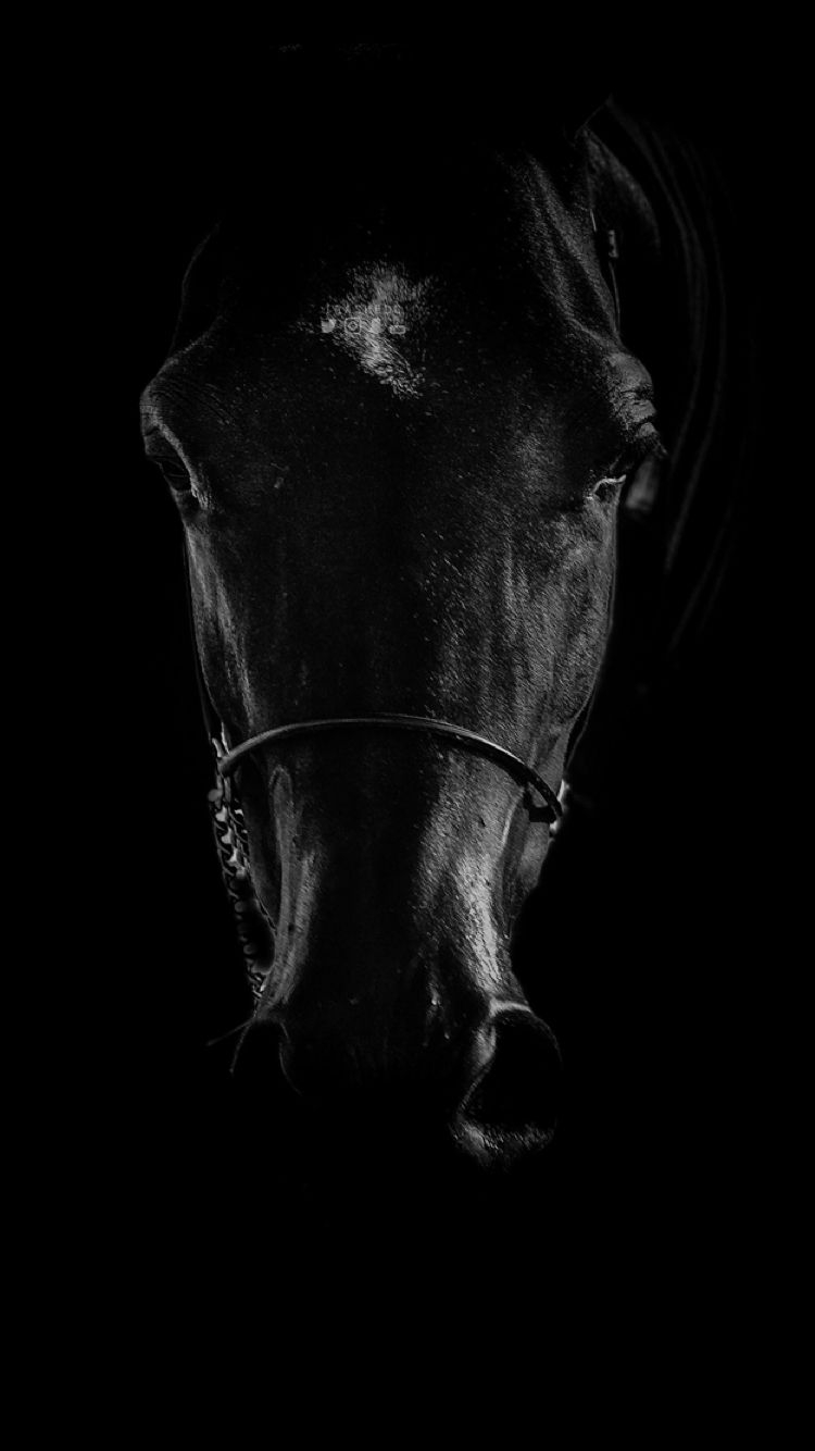 750x1340 Black Horse iPhone Wallpaper Free Black Horse iPhone, Phone