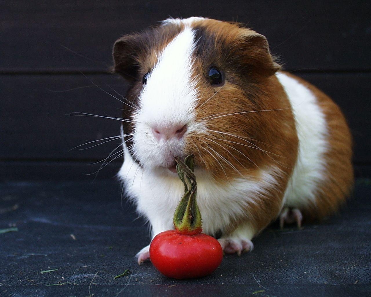 1280x1030 Christmas Guinea Pig Wallpaper, Desktop