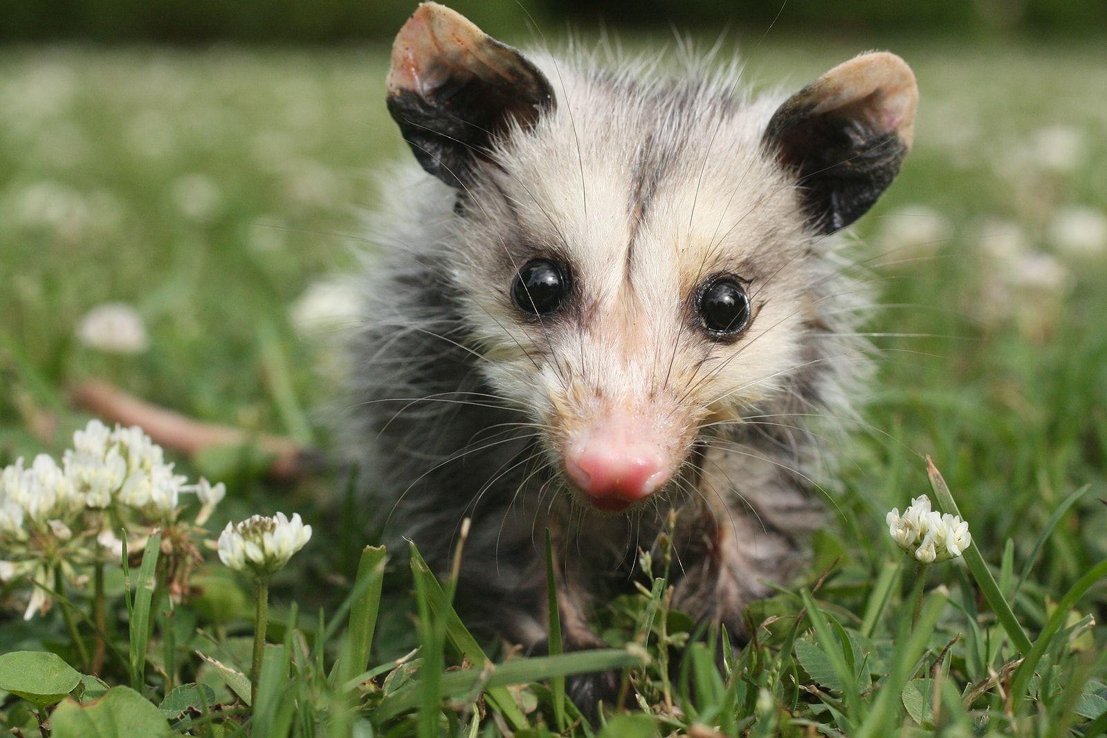 1600x1070 Opossum HD Desktop Wallpaperwallpaper.net, Desktop