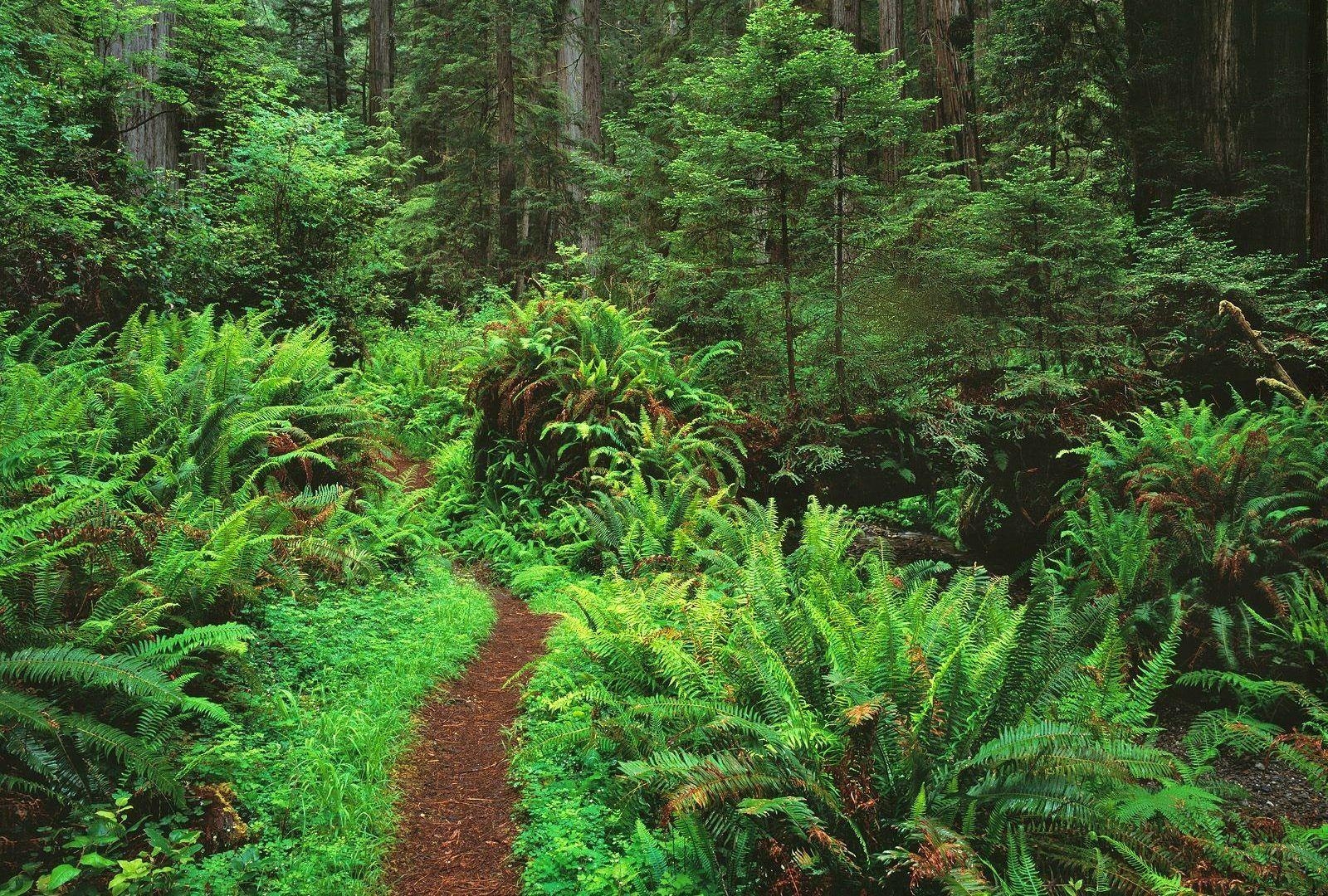 1600x1080 Redwoods Tag wallpaper: Trees Forest Redwoods Ferns Nature HD, Desktop