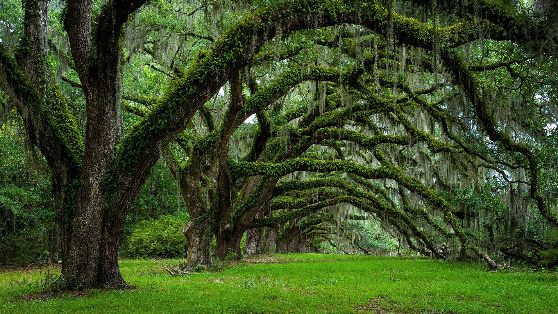 1920x1080 Photo USA Charleston South Carolina Nature Spring Moss, Desktop