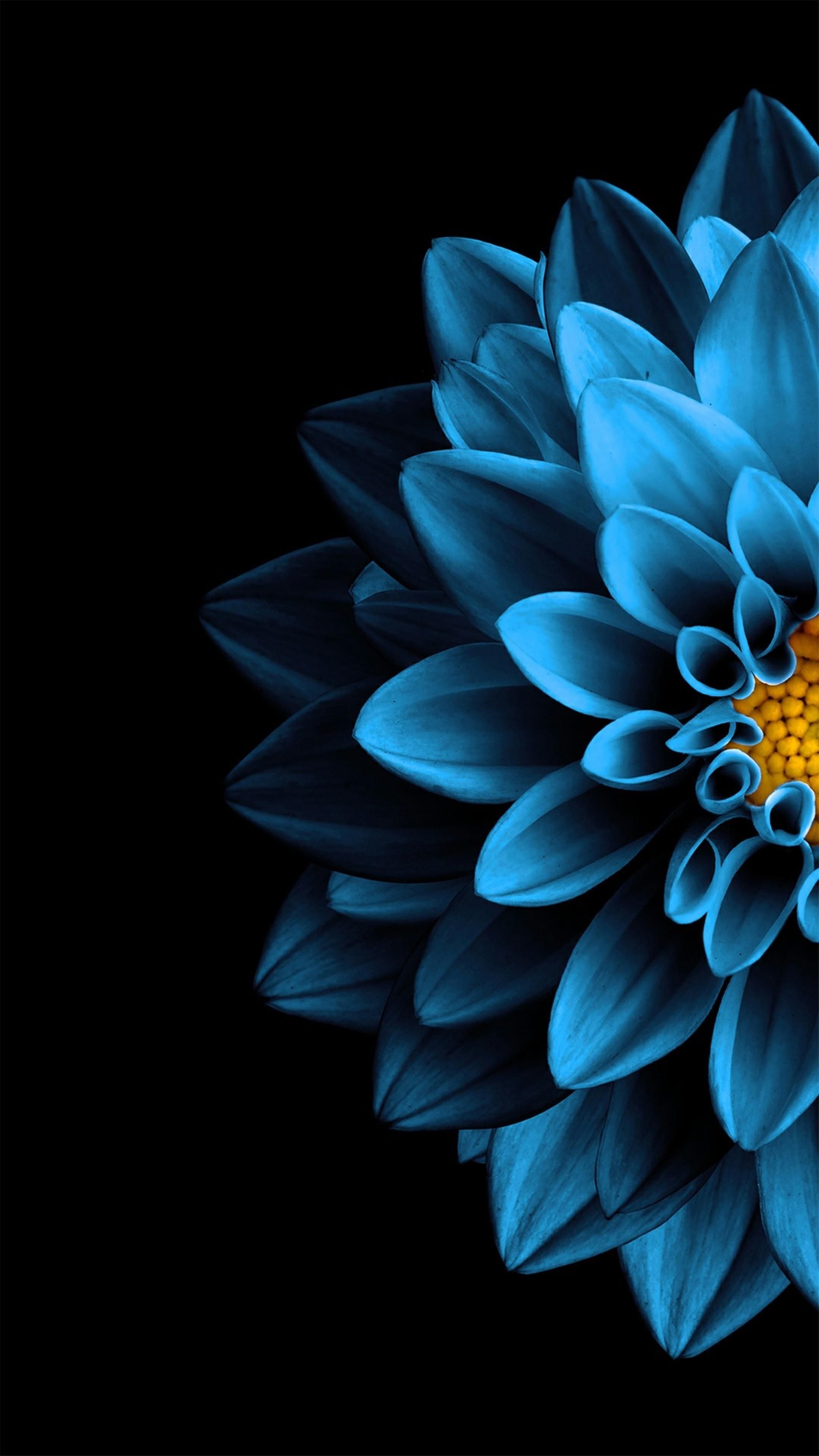 2160x3840 AMOLED Flower Wallpaper. Flower background iphone, Black background wallpaper, Blue wallpaper iphone, Phone