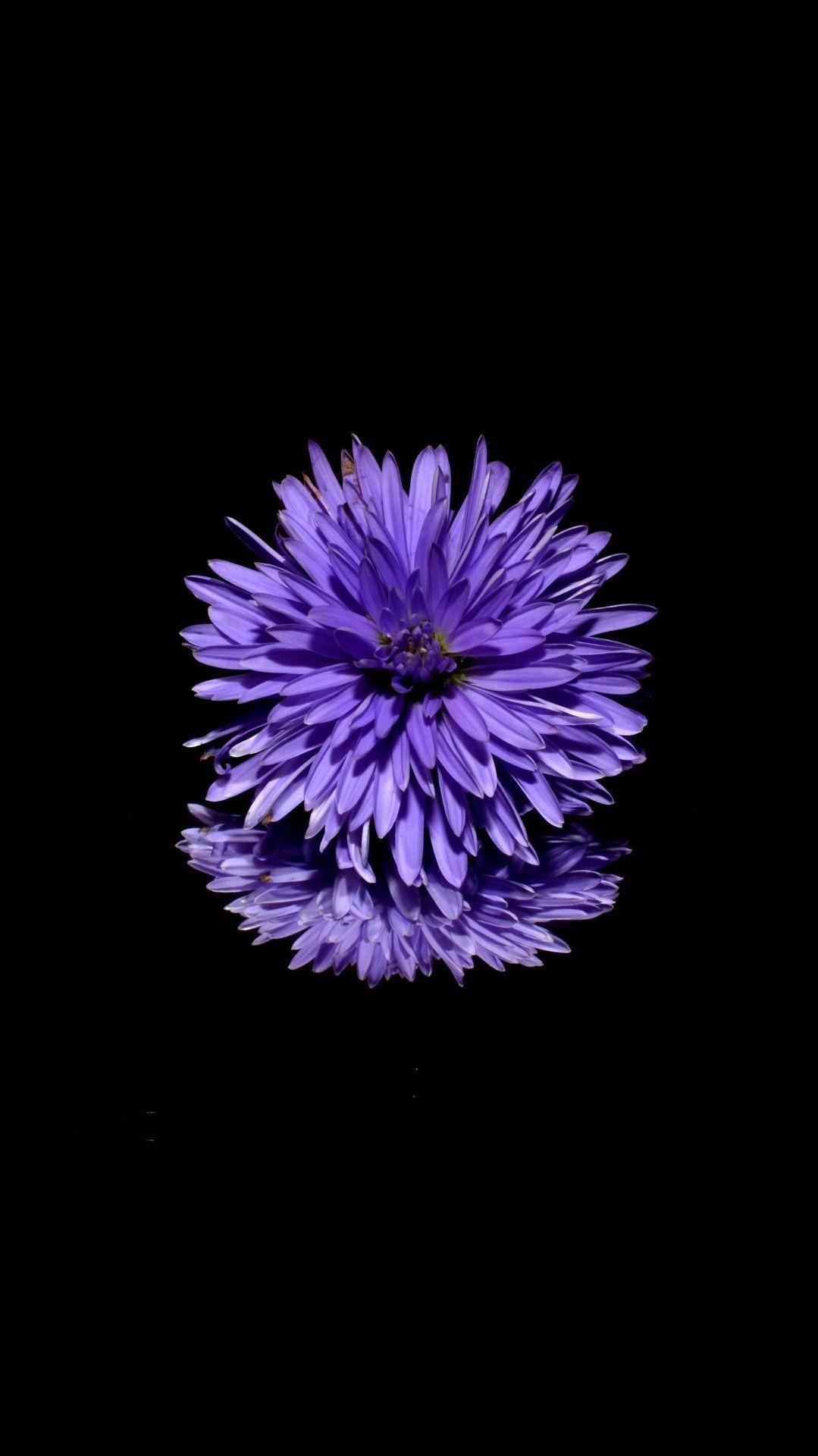 1080x1920 Amoled Wallpaper 16. Purple flowers wallpaper, Purple, Phone