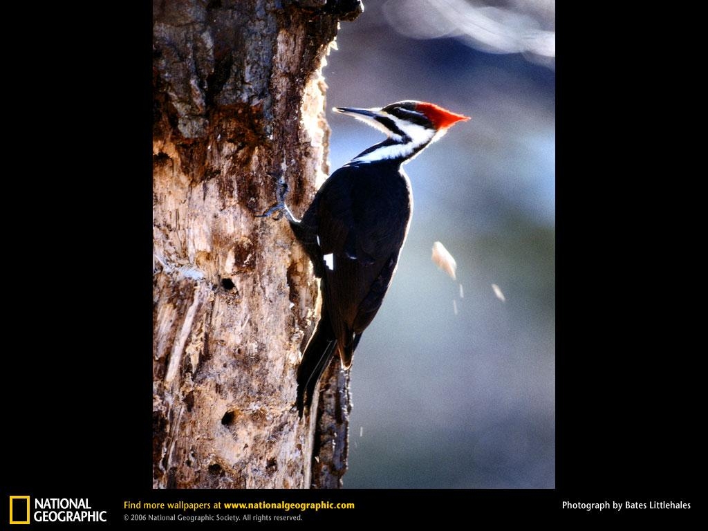 1030x770 Woodpecker Wallpaper, Desktop