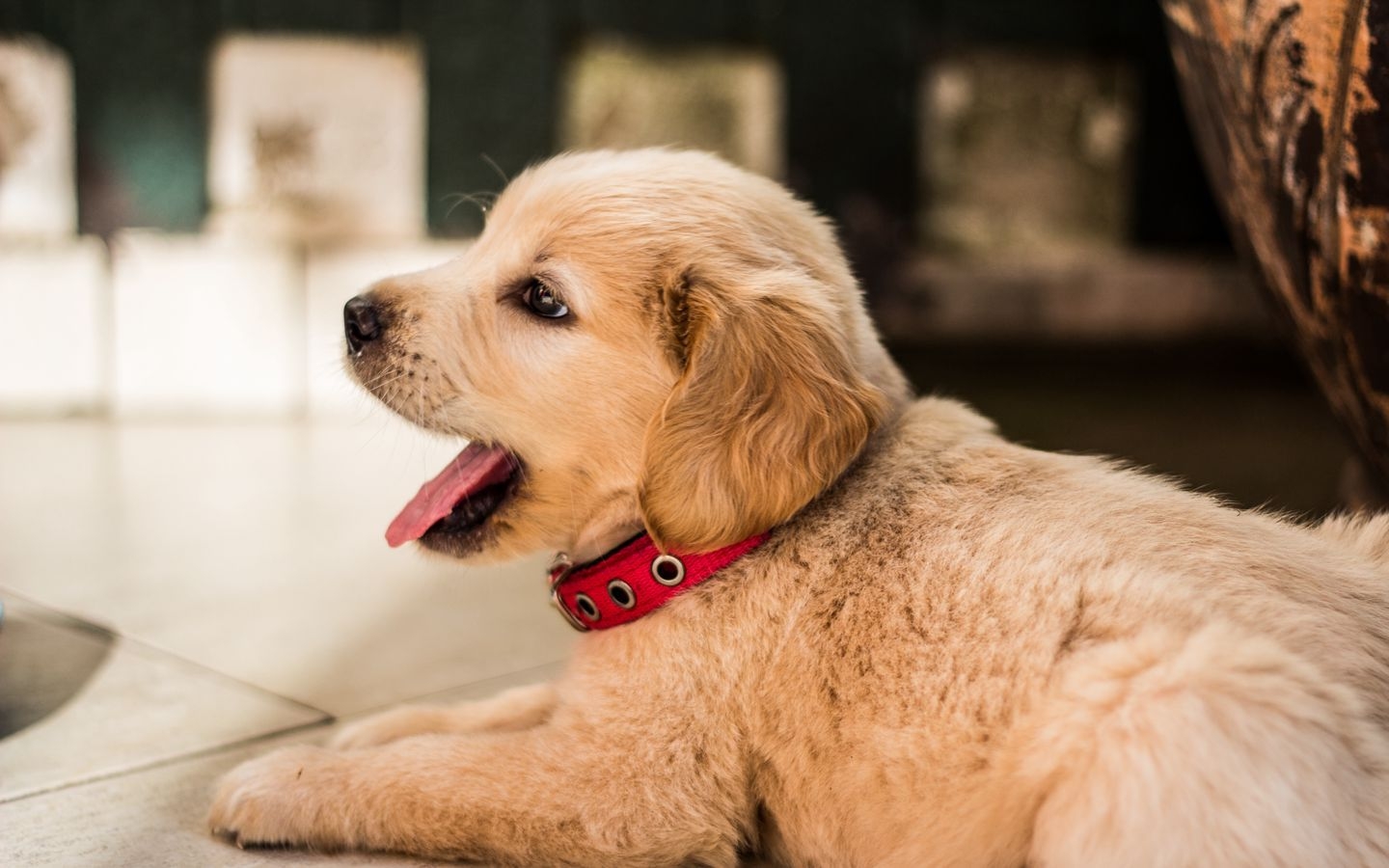 1440x900 Download wallpaper  golden retriever, puppy, lying, collar, Desktop