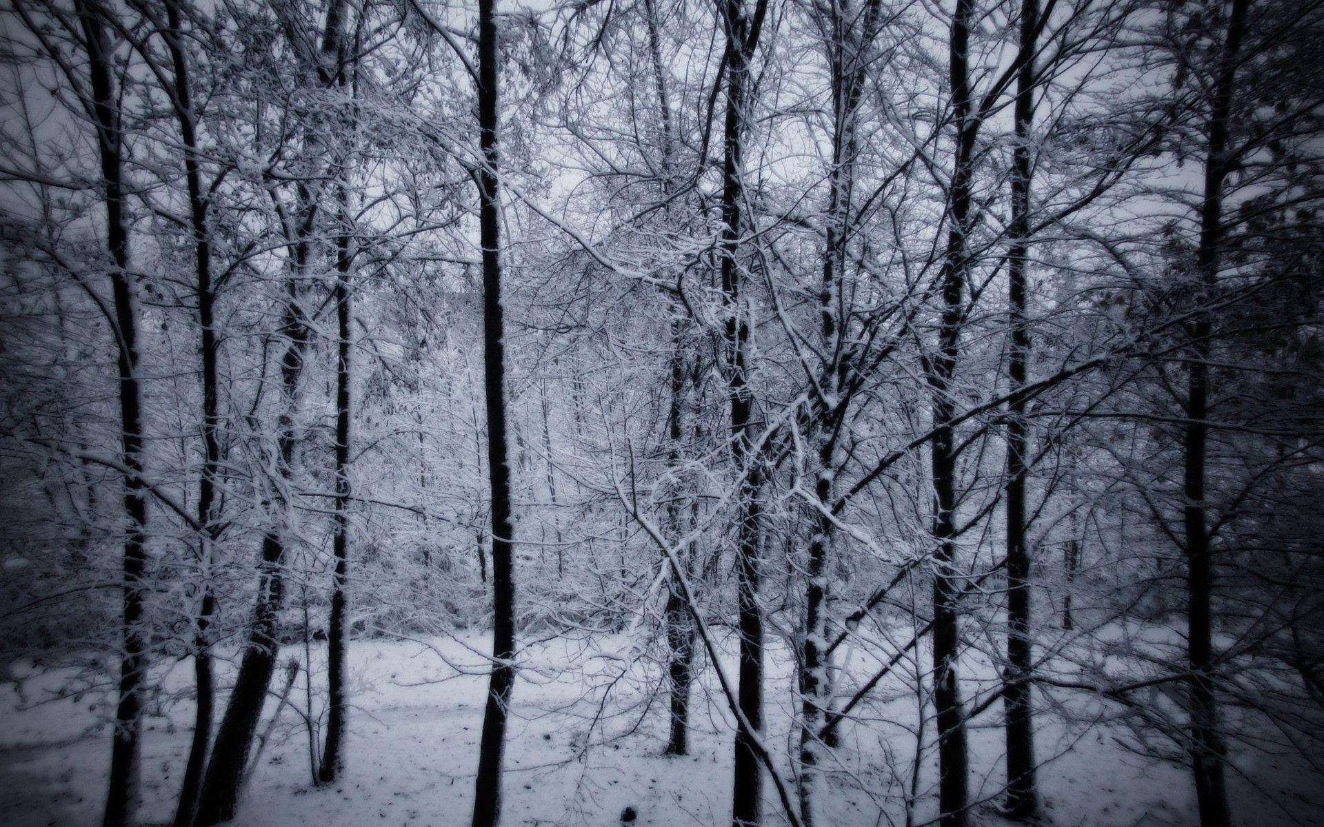 1920x1200 Snowy Forest Wallpaper, Desktop