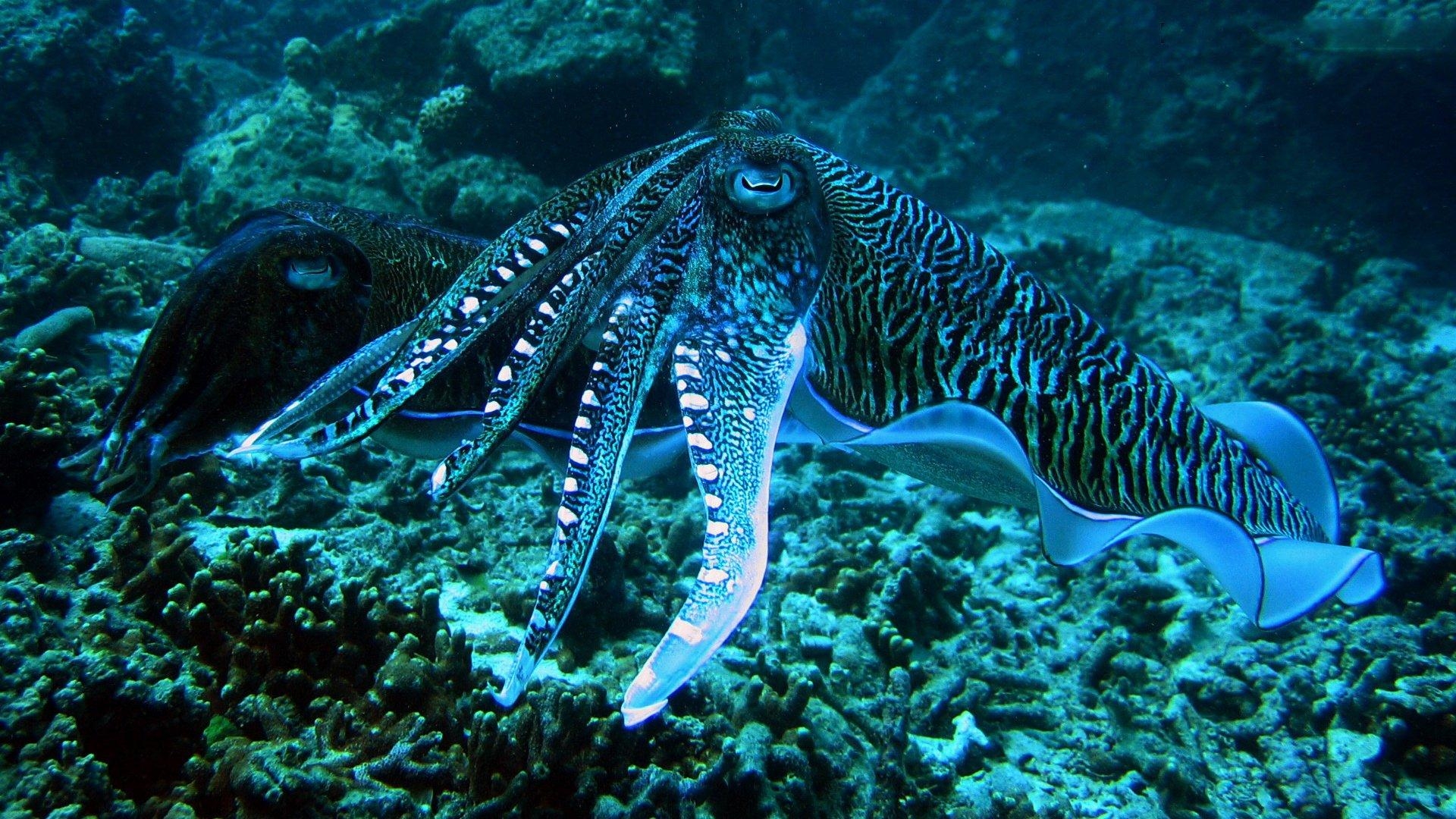 1920x1080 Cuttlefish HD Wallpaper and Background Image, Desktop