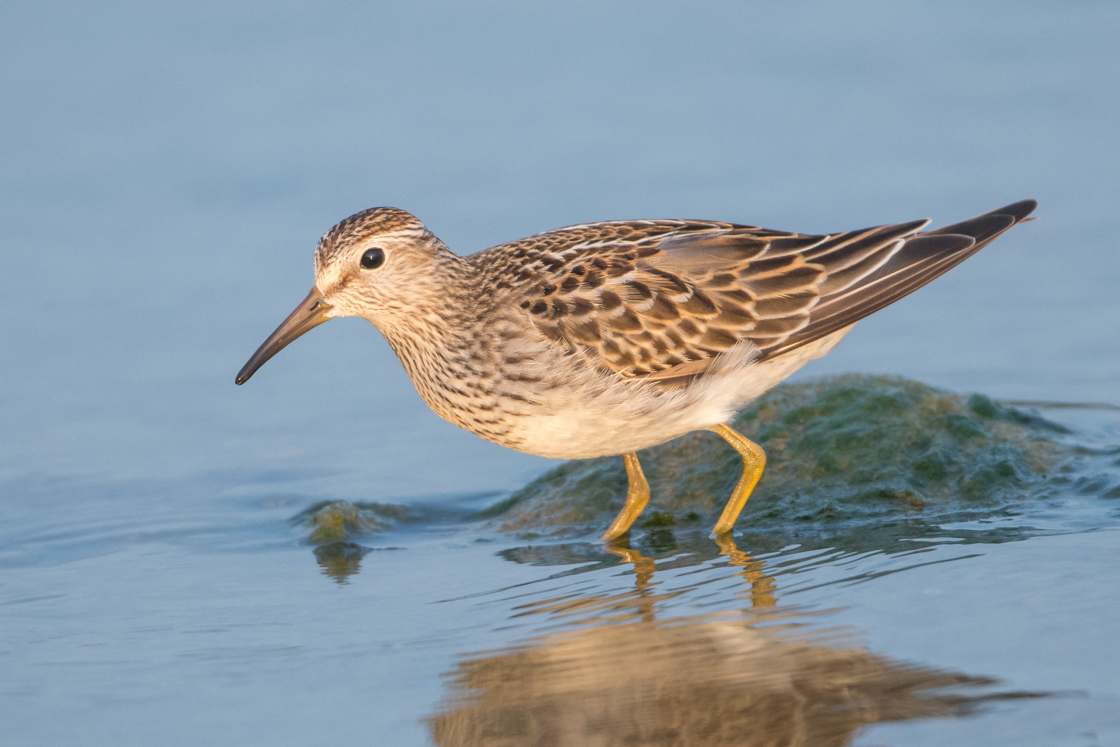 3680x2450 Brown and white bird, pectoral sandpiper, calidris HD, Desktop