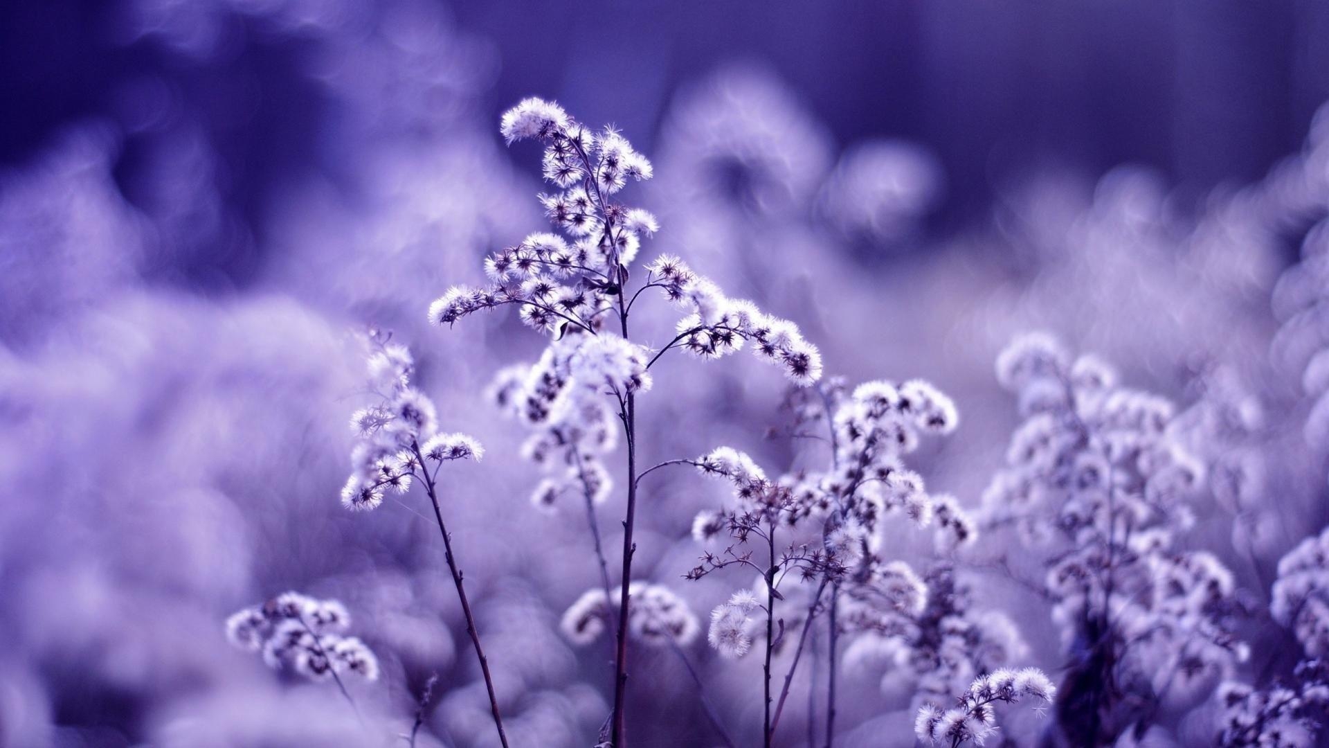 1920x1080 Purlple Flower Beautiful Purple Spring Full HD Awesome Periwinkle, Desktop