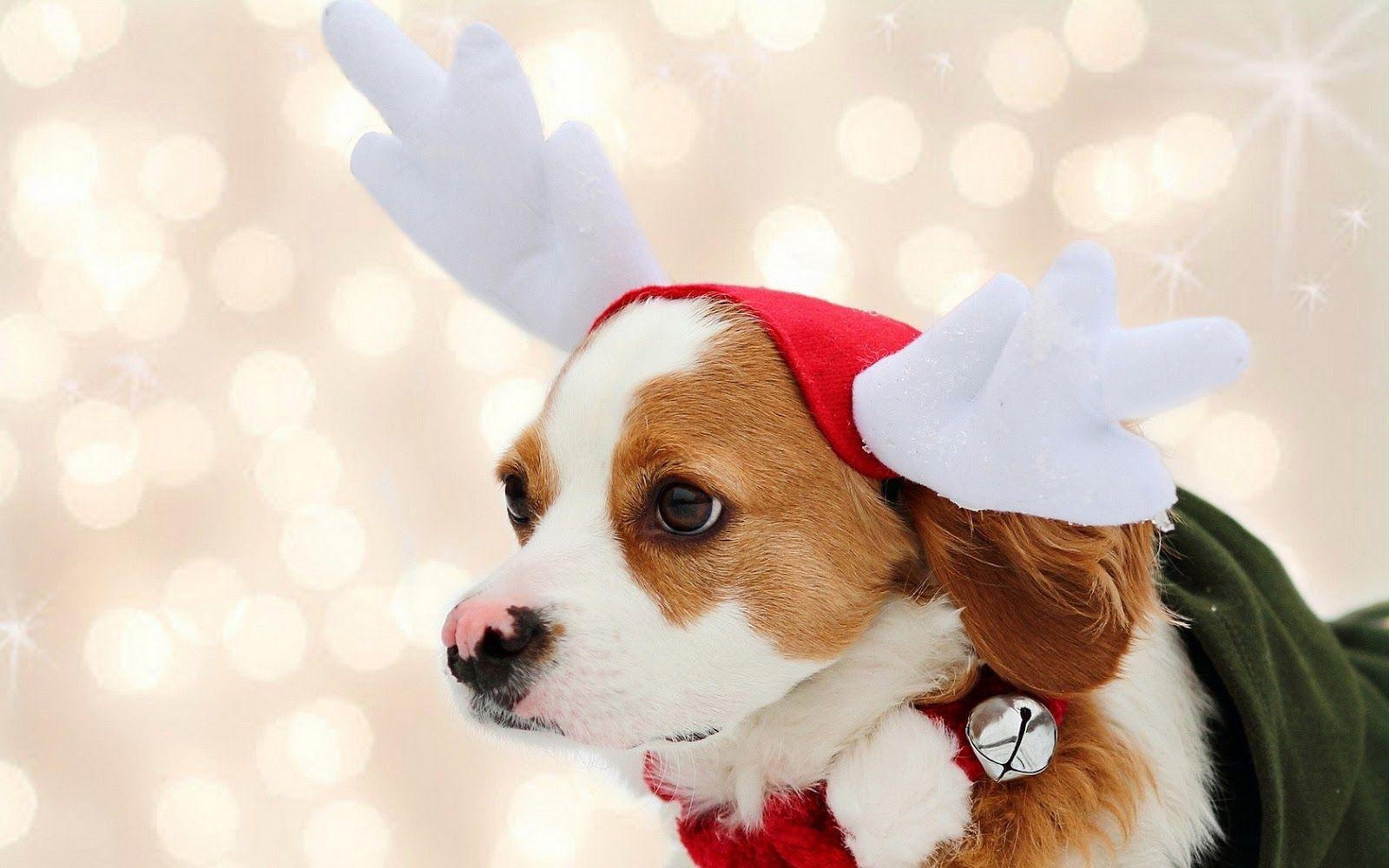 1600x1000 tierische weihnacht. Wallpaper of a cute christmas dog at, Desktop