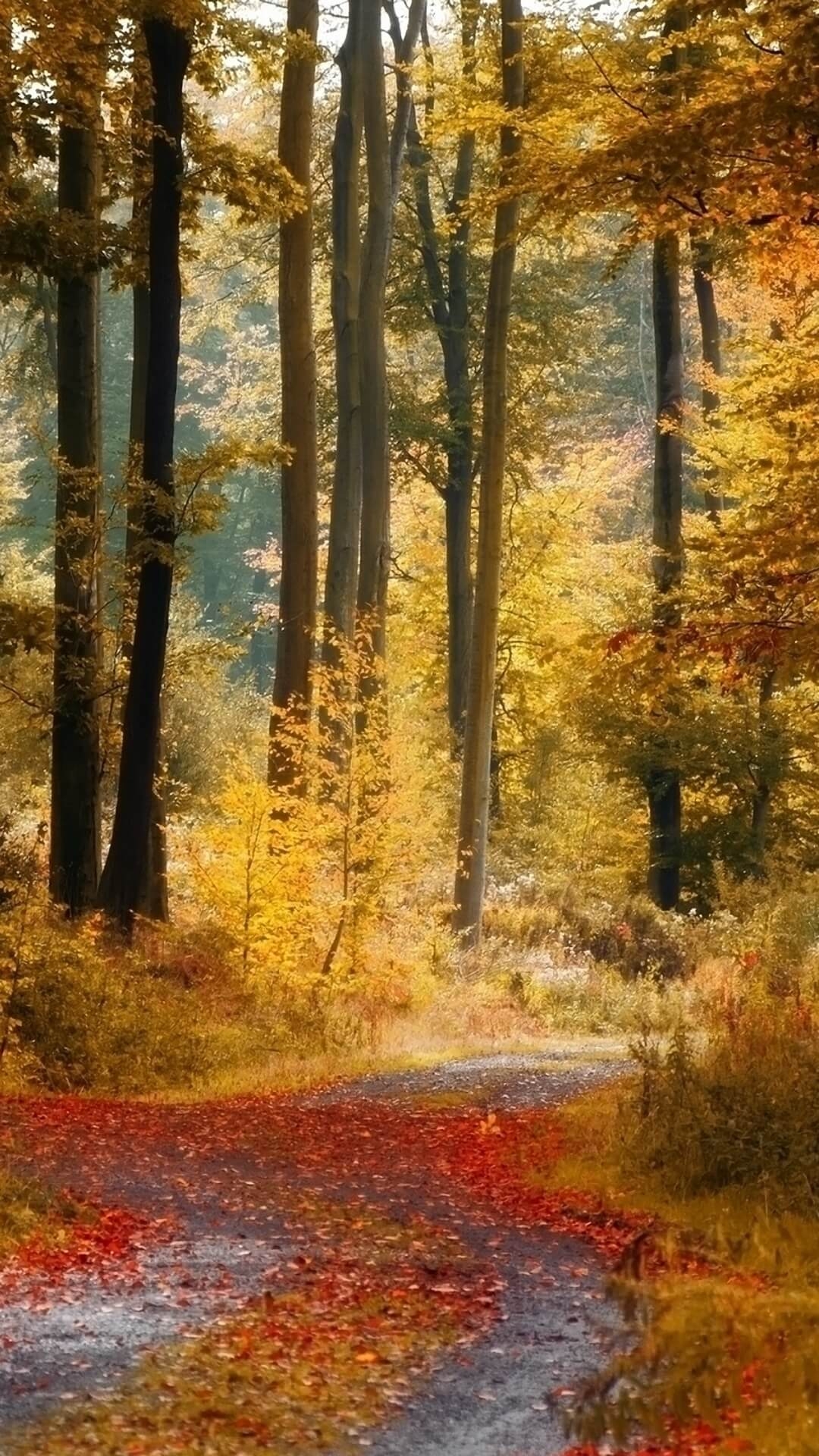 1080x1920 Fall iPhone Wallpaper, Phone