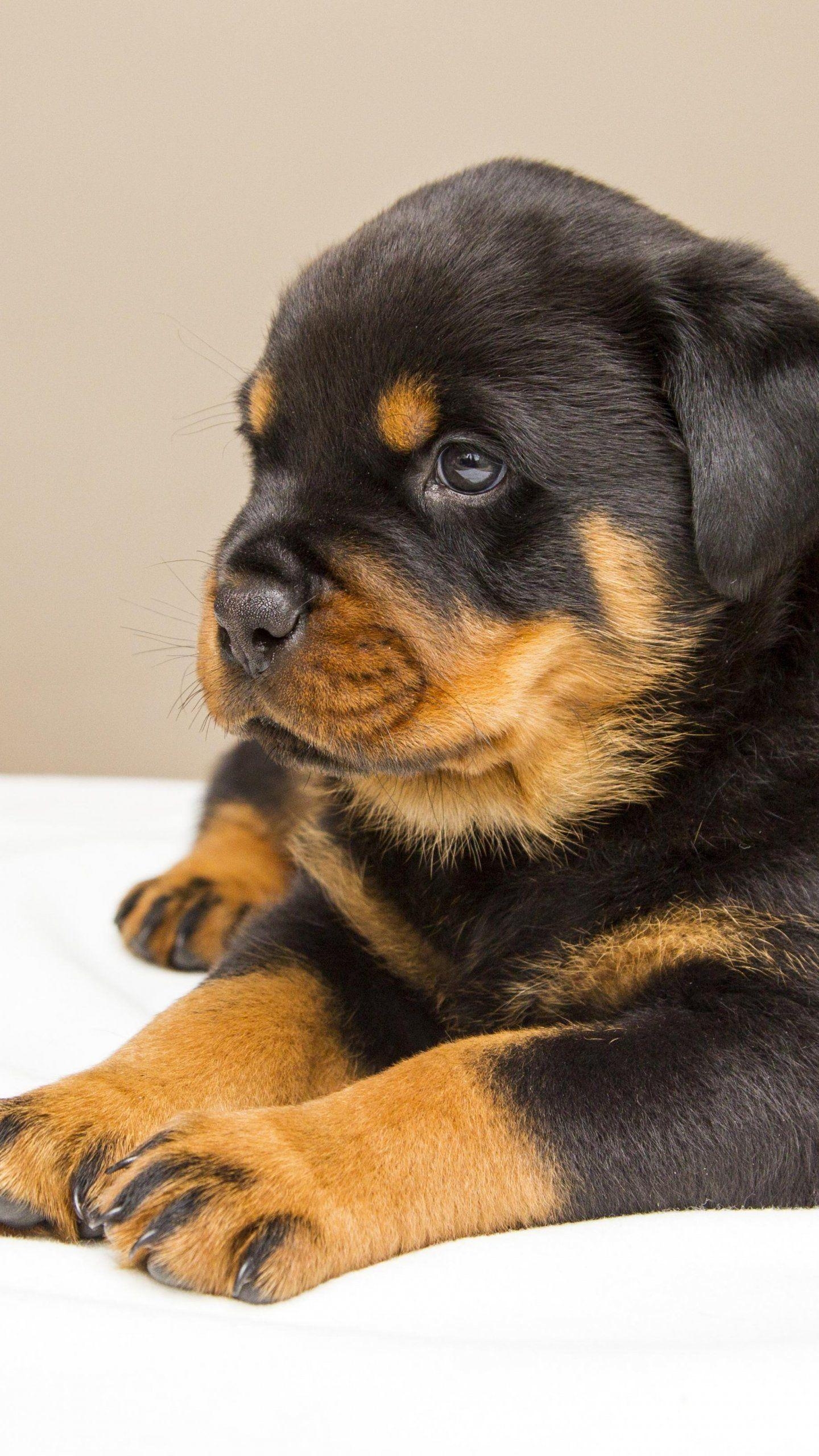 1440x2560 Rottweiler Puppy Wallpaper, Android & Desktop Background. Rottweiler puppies, Dog training obedience, Puppies, Phone