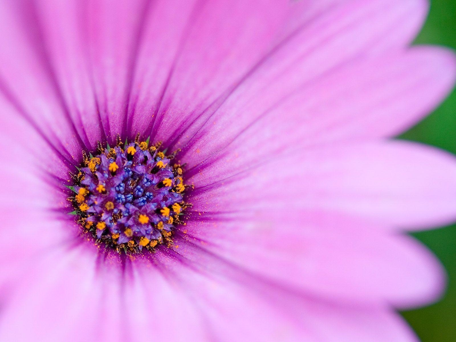 1600x1200 Wallpaper For > Purple Flower Wallpaper For Desktop, Desktop