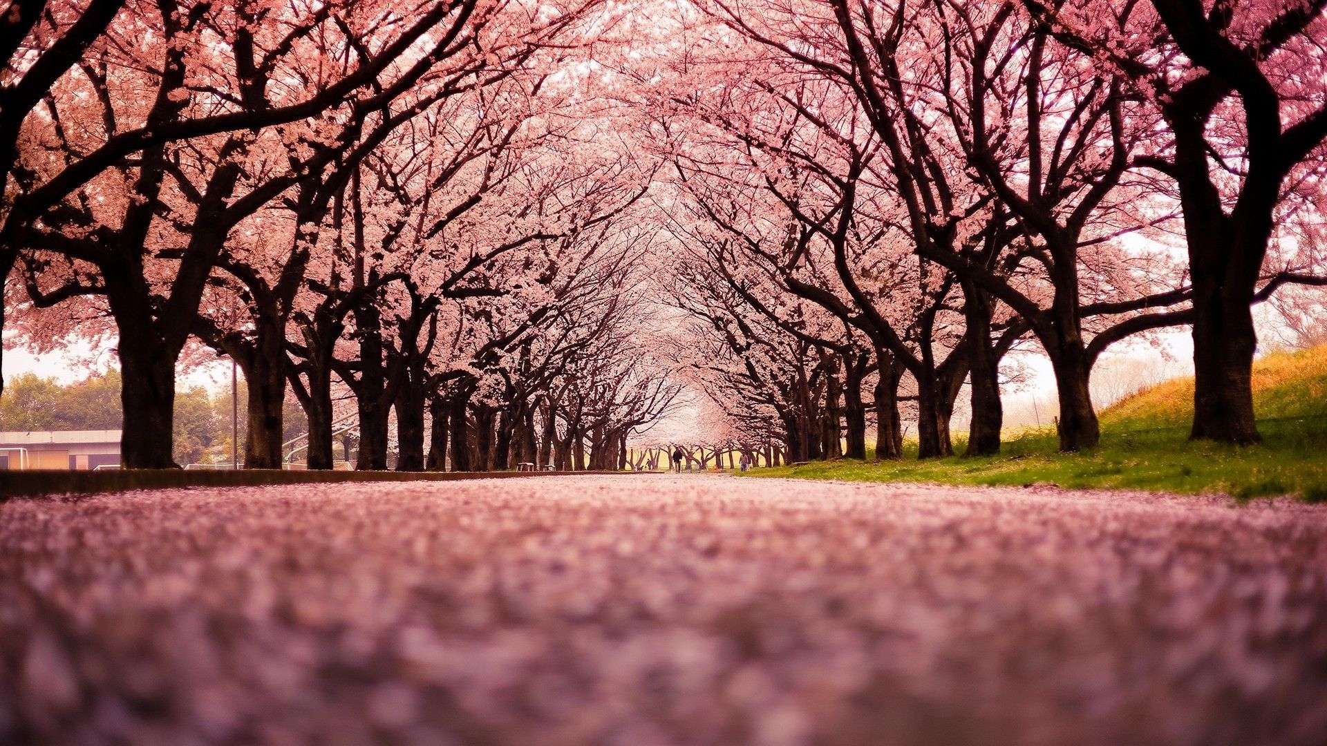 1920x1080 Cherry Blossom Wallpaper, Desktop