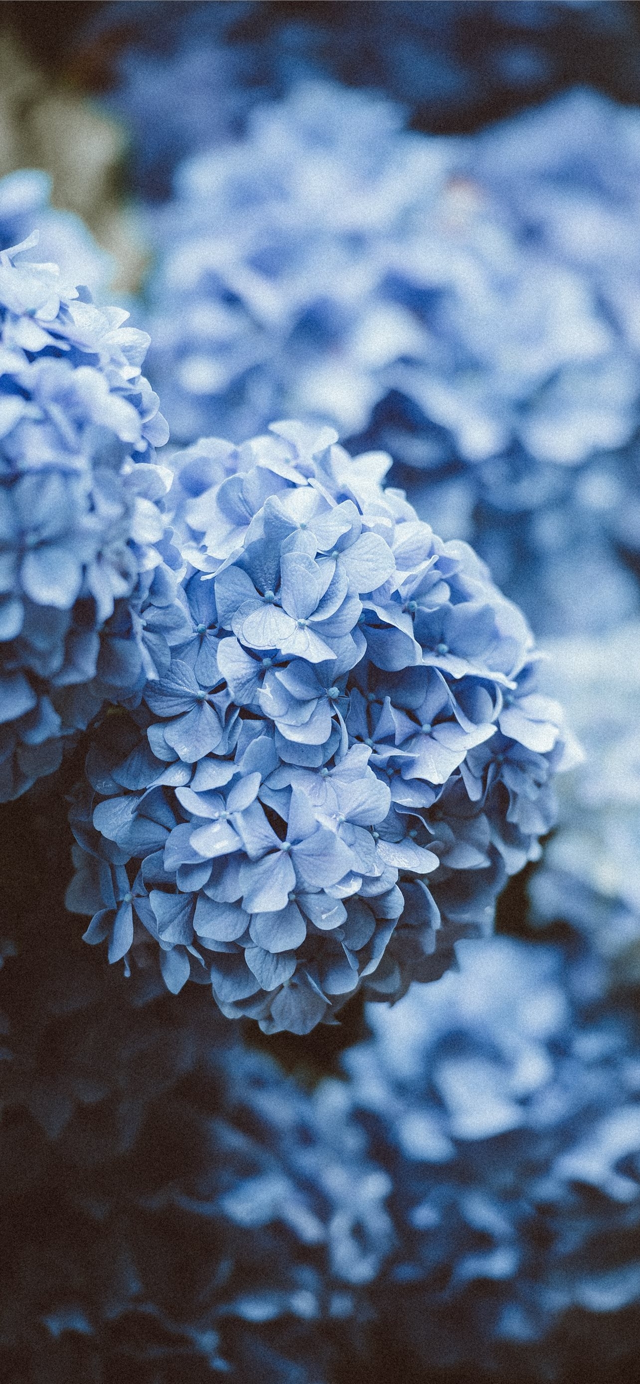 1290x2780 blue flowers iPhone 12 Wallpaper Free Download, Phone